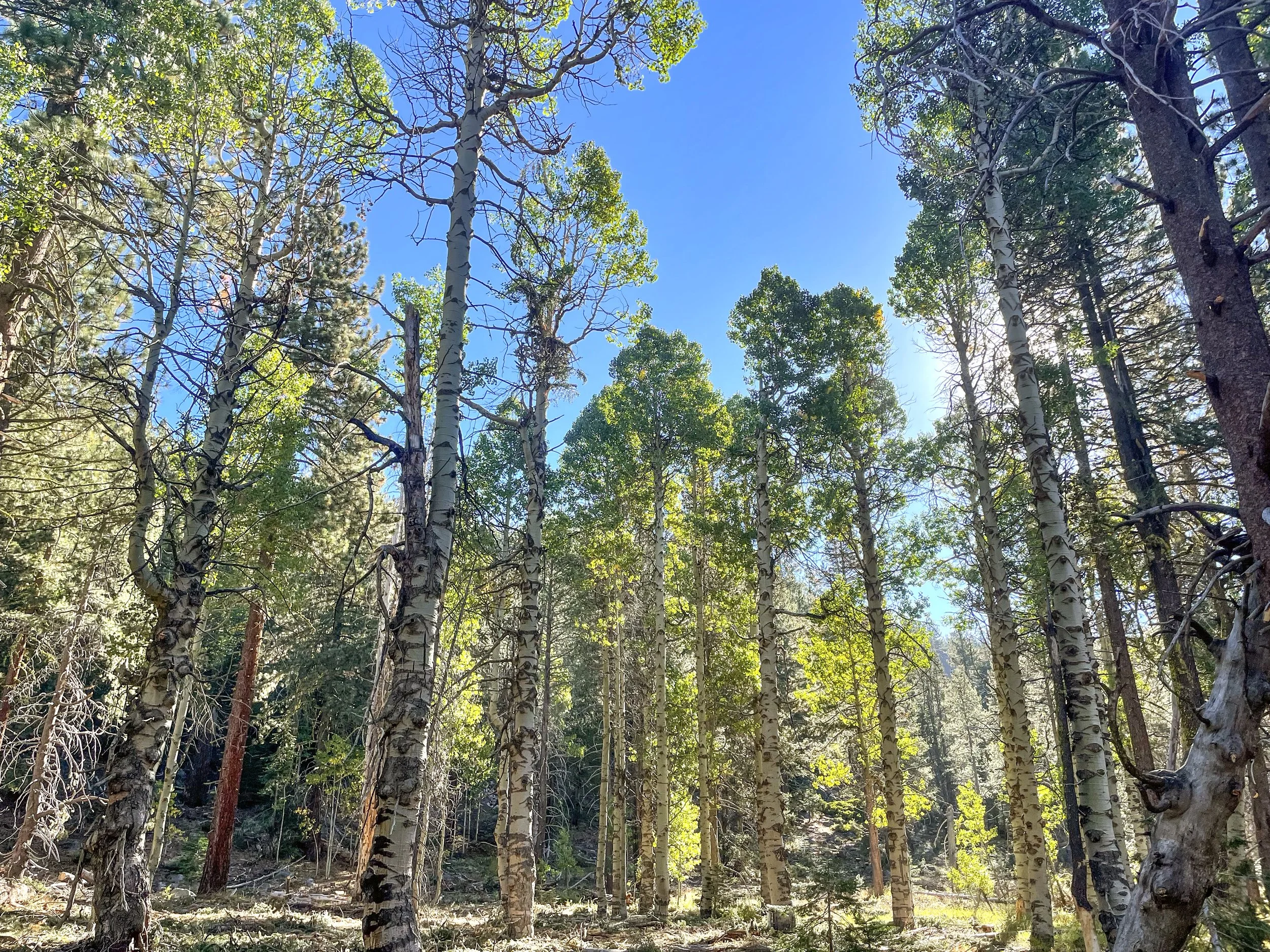 More than 350 Acres of Forest Health Projects Completed on Land Trust Lands in 2025