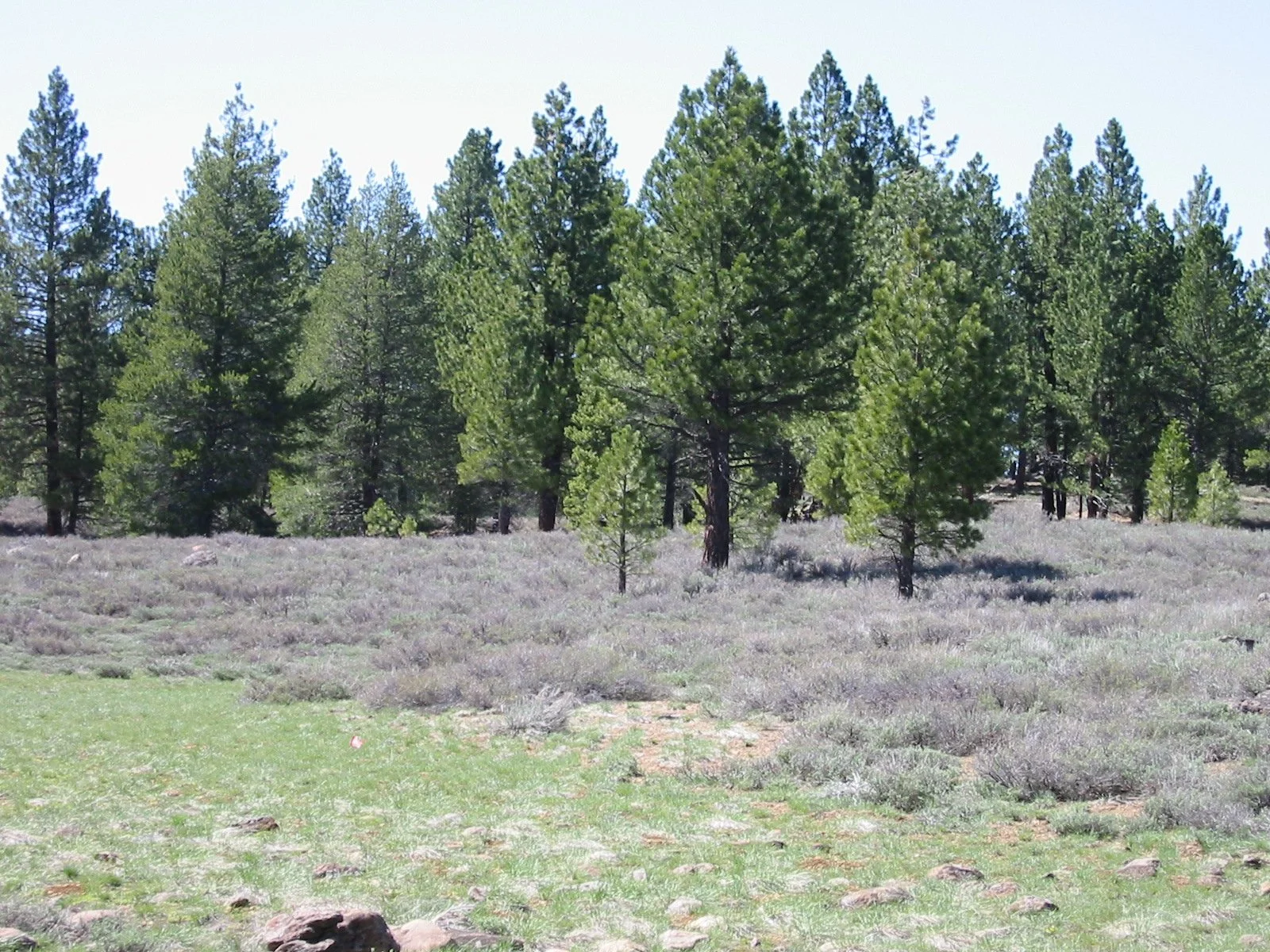 New 18-hole disc golf course planned for Truckee