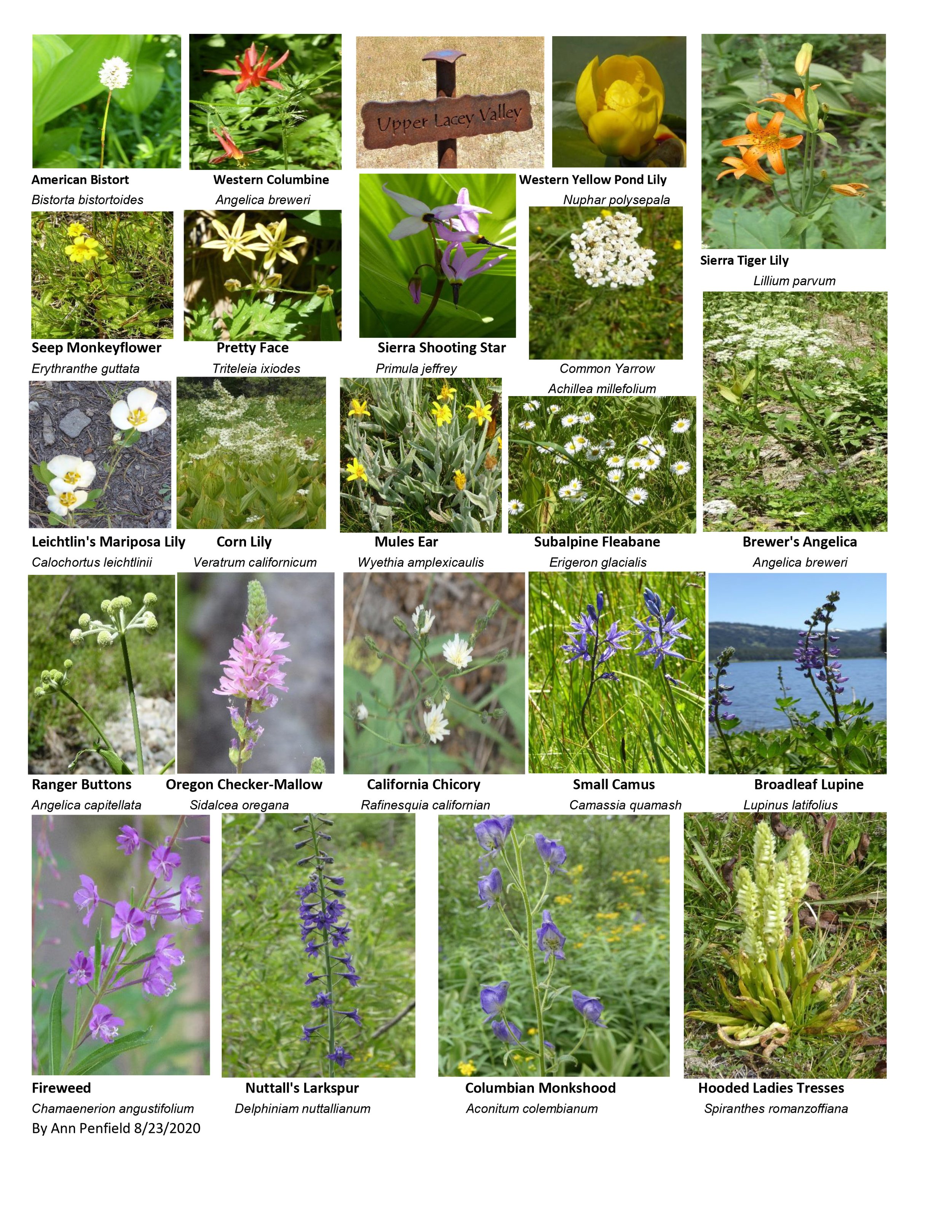 Hill Country Wildflower Identification Guide - 101 Highland Lakes