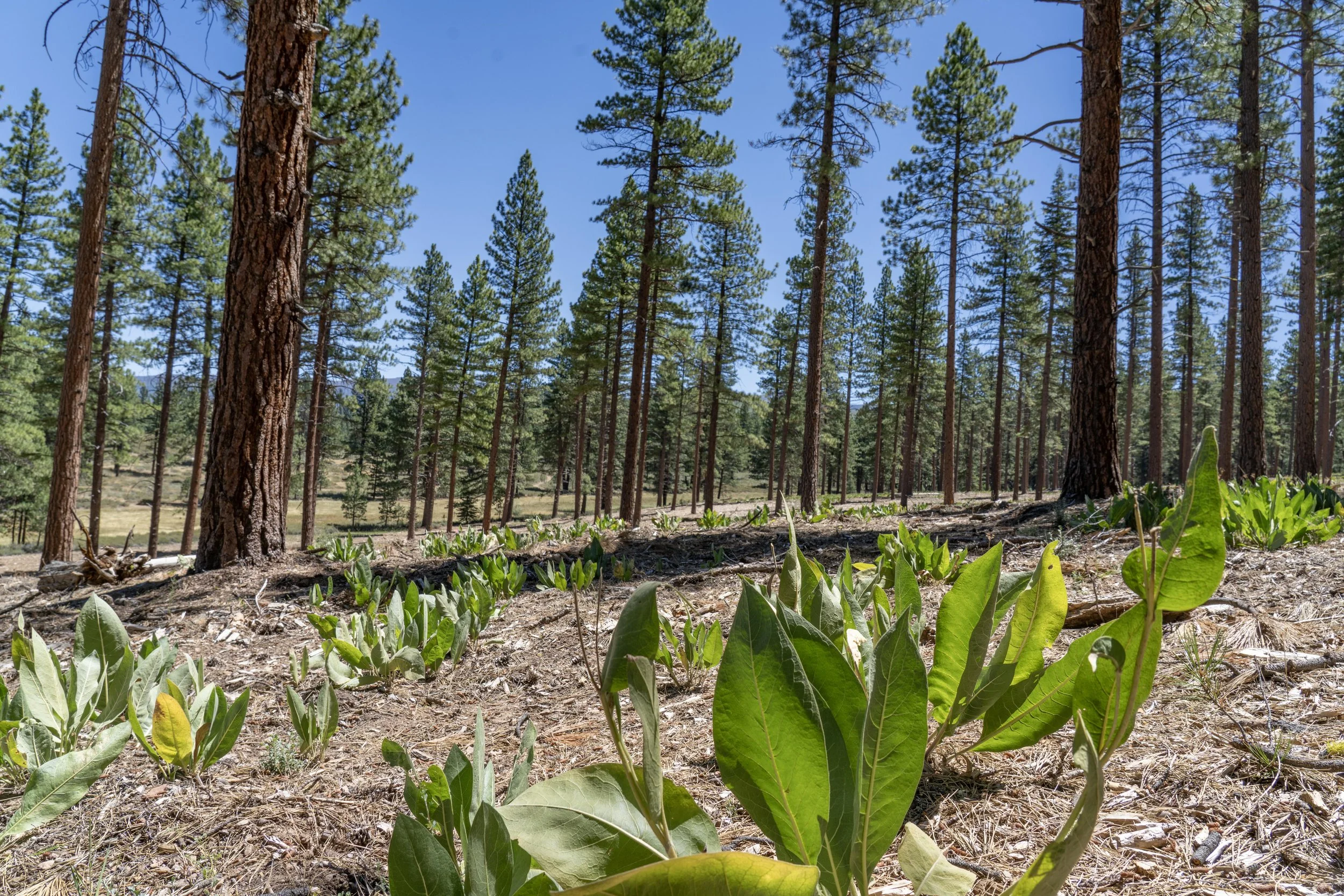 Truckee Donner Land Trust completes 336 acres of Forest Management in 2026