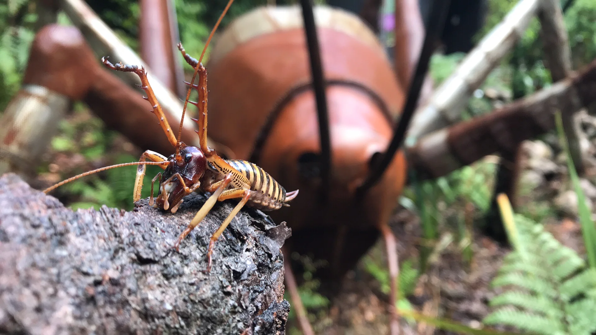 A home fit for wētā