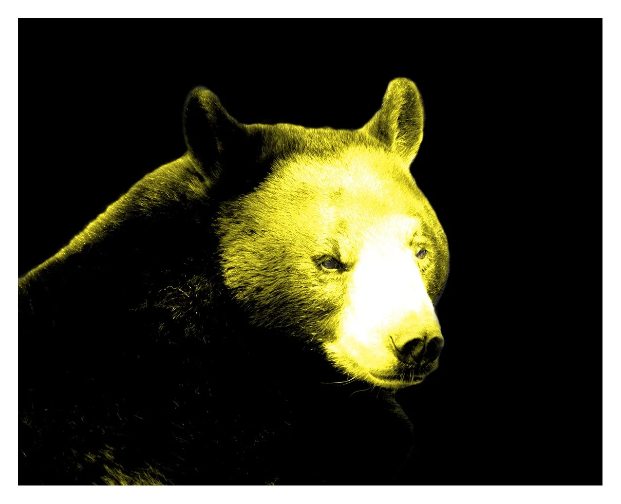 Yellow Bear