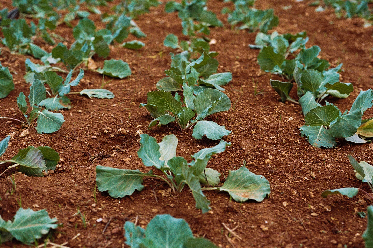 Permaculture Enriches Our Communities