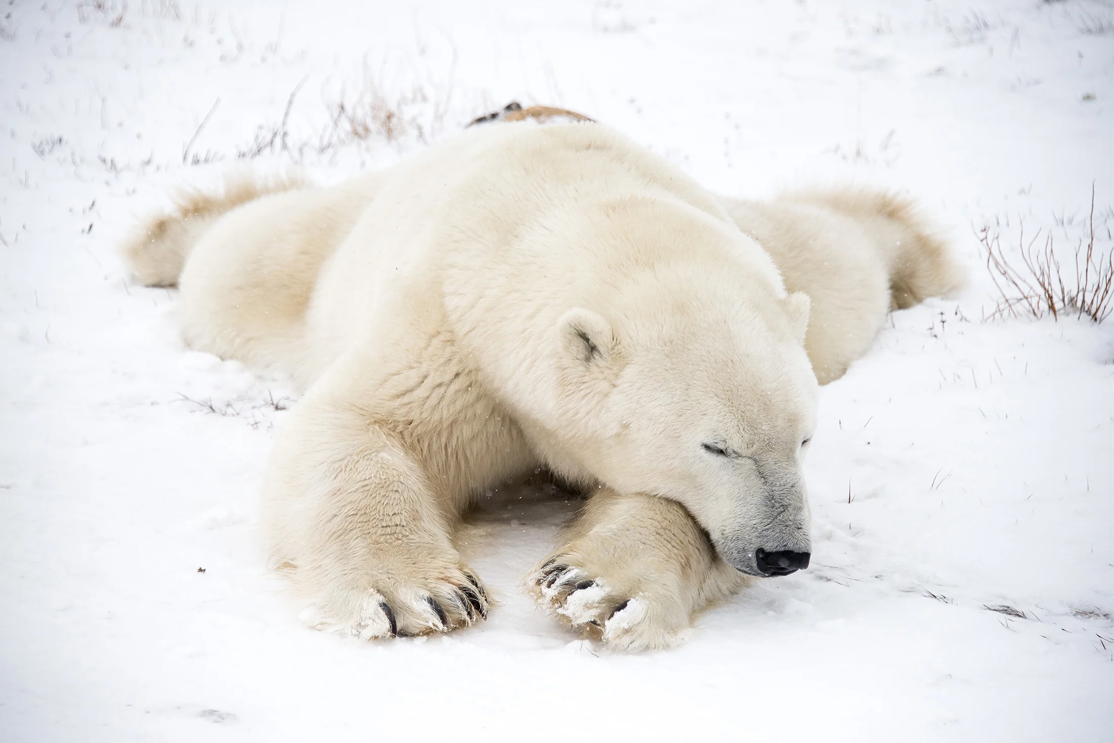 Churchill Polar Bear-2.jpg