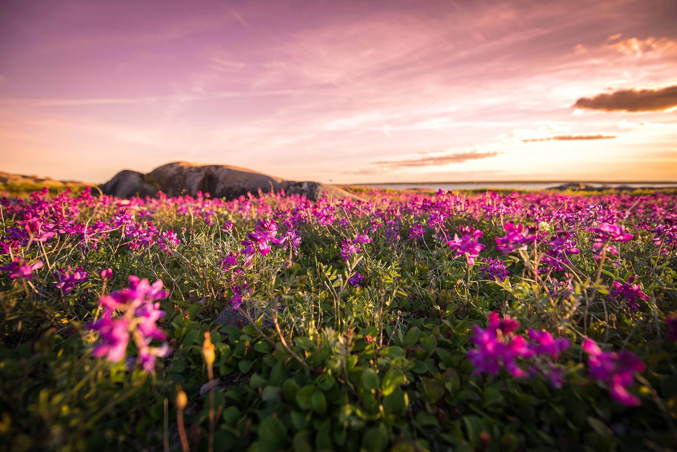 Fire Weed in Churchill.jpg