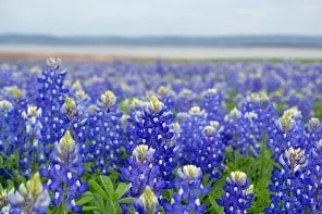 SatuKorby-bluebonnets-min.jpg