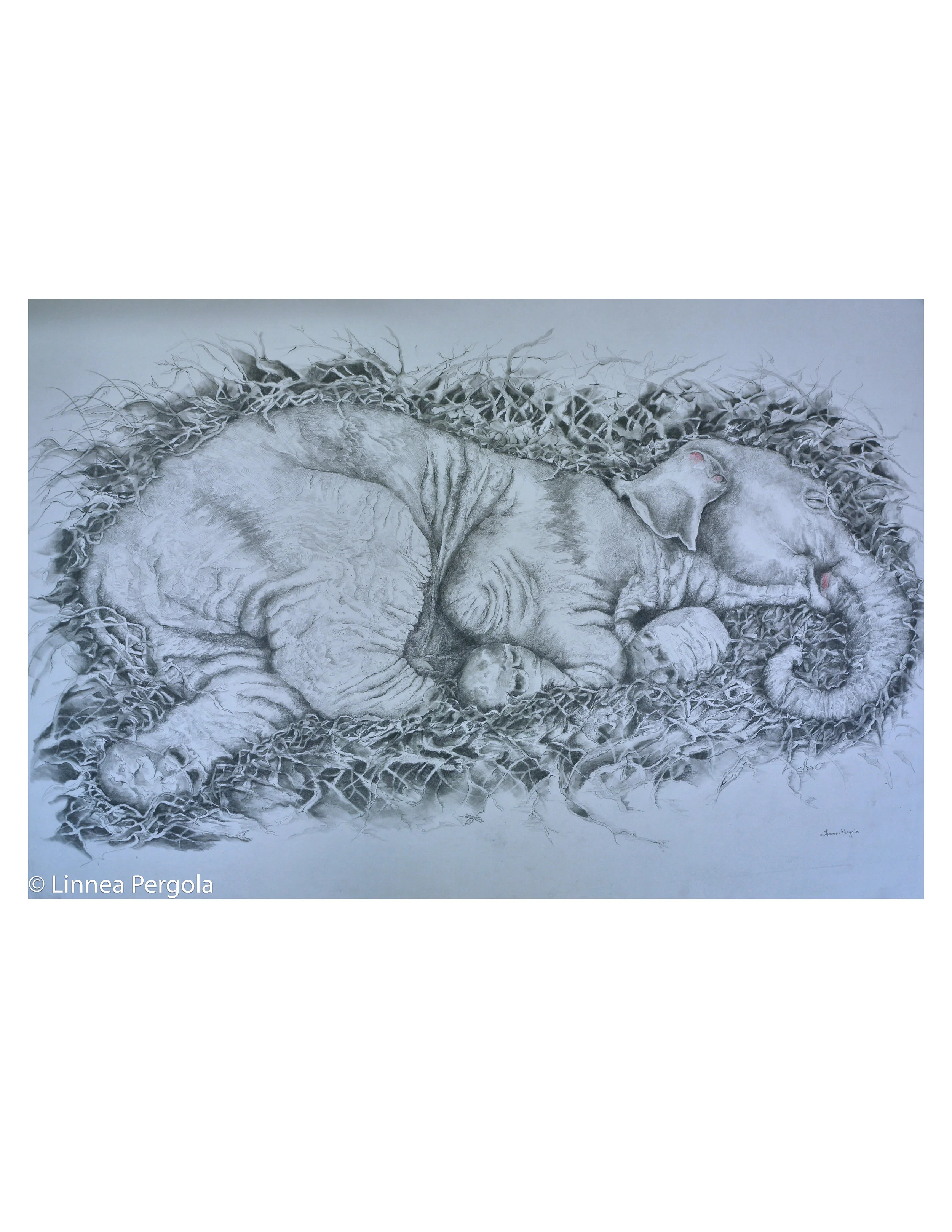 Sleeping Baby Elephant- 2017 pencil SP.jpg