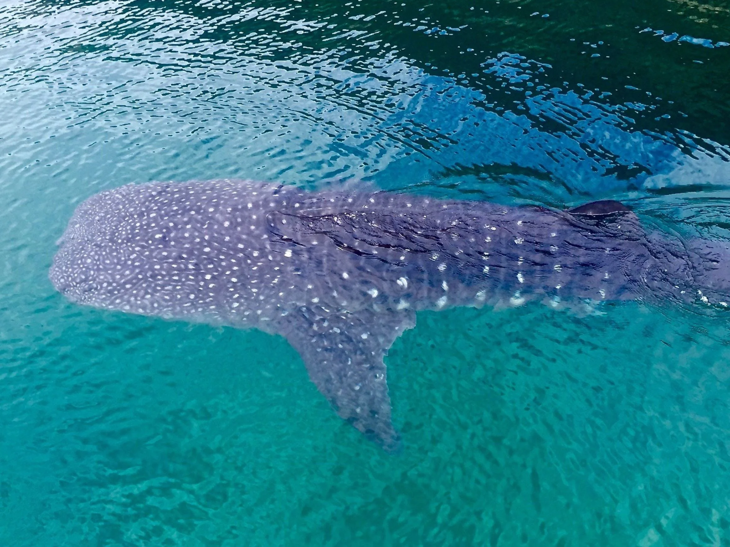 Swim with whale sharks in the Bay of LA