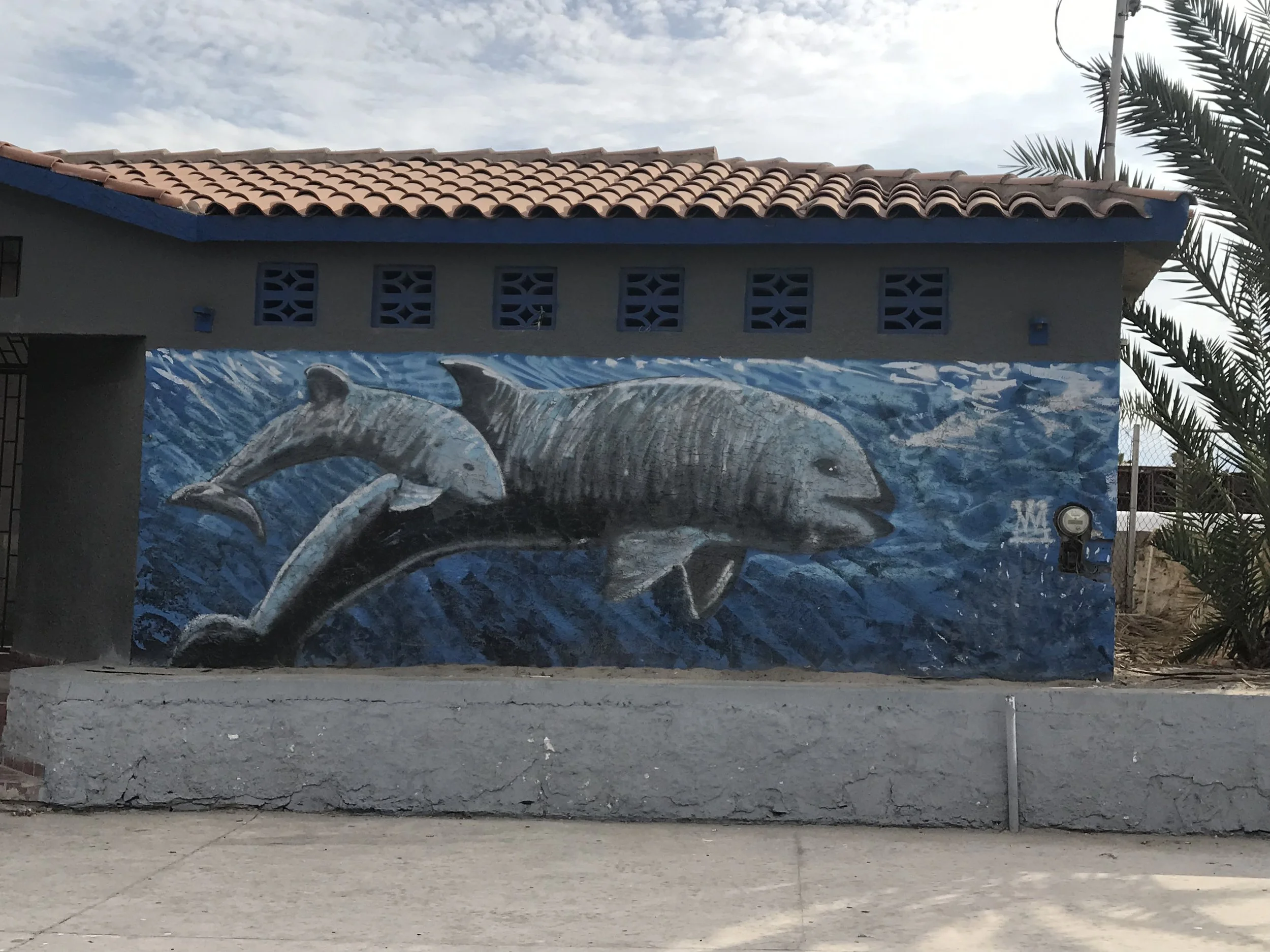 Pride in the vaquita, a small dolphin, can be seen in beautiful murals in San Felipe.