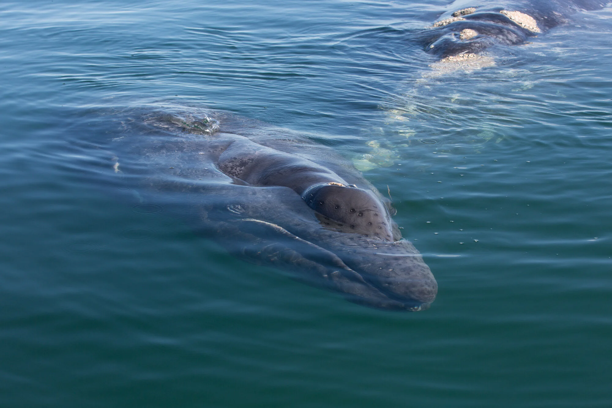 baby whale.JPG
