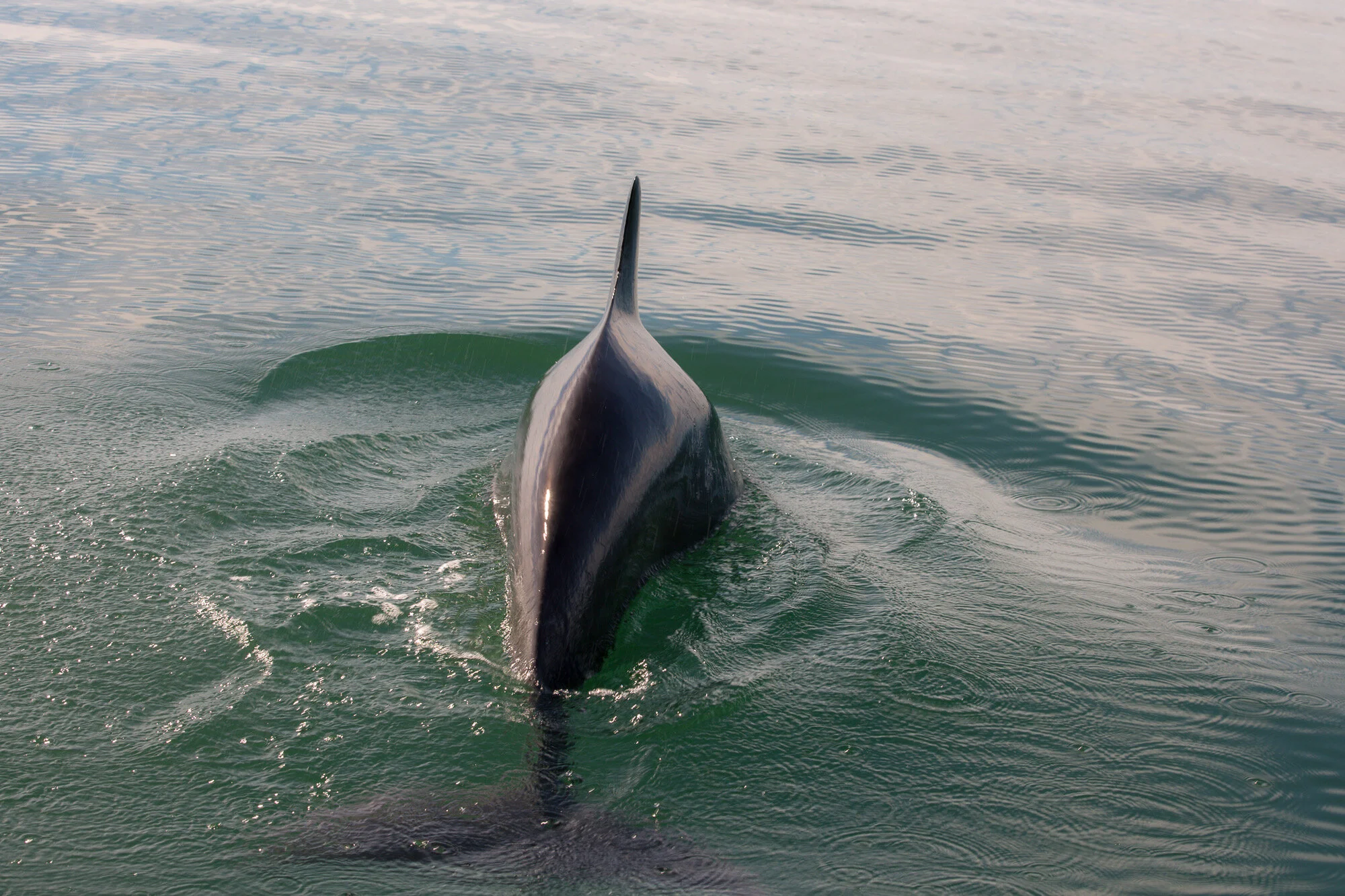 dolphin.JPG