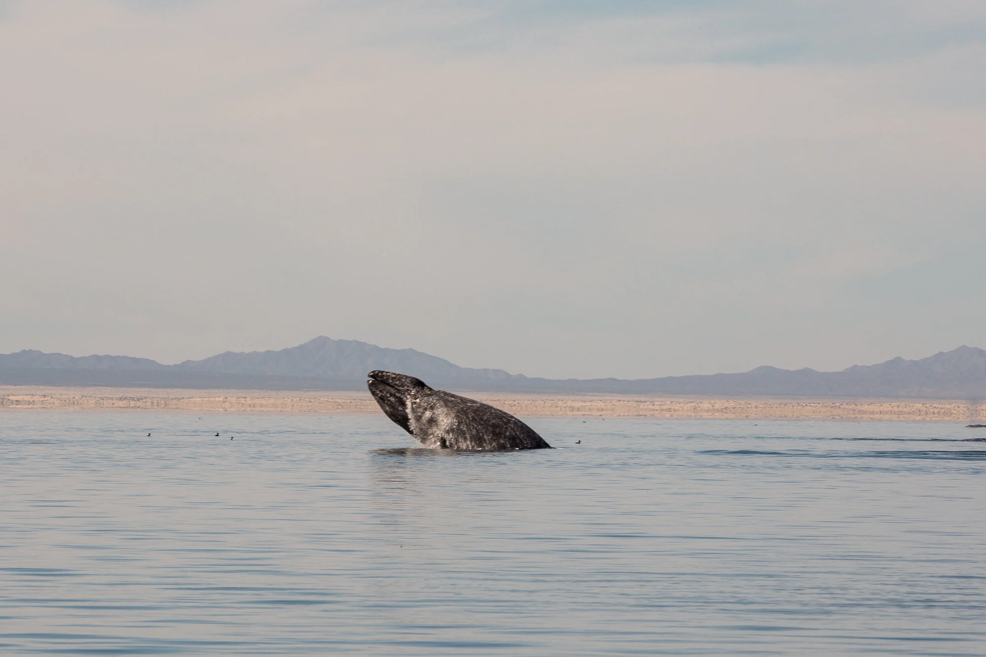 Travel guide: How to see the whale migration off the Baja peninsula