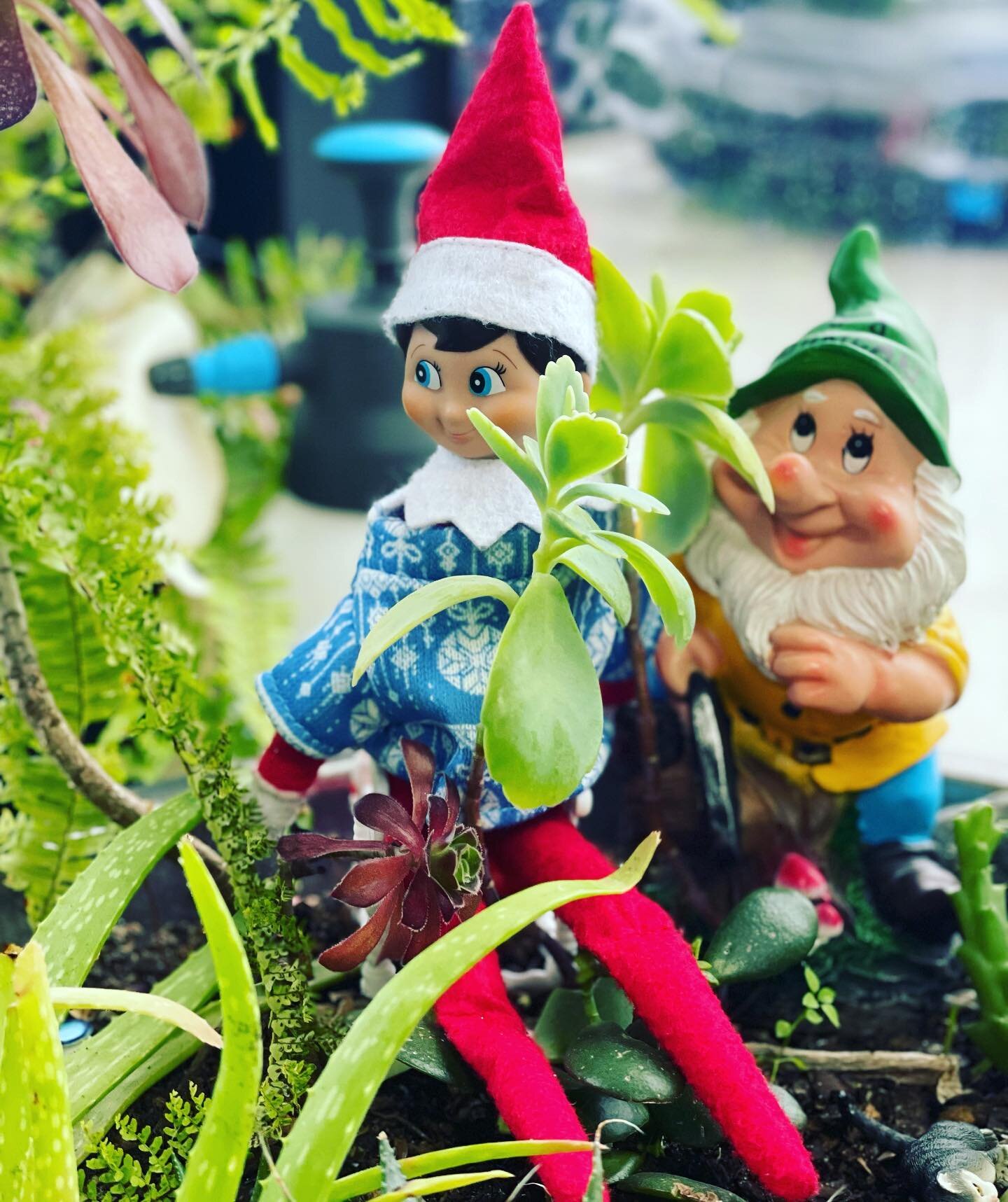 Easton Elf was hanging out in the garden 🪴 with our gardening gnome today
#eastonelf
#elfontheshelf
#goeastern