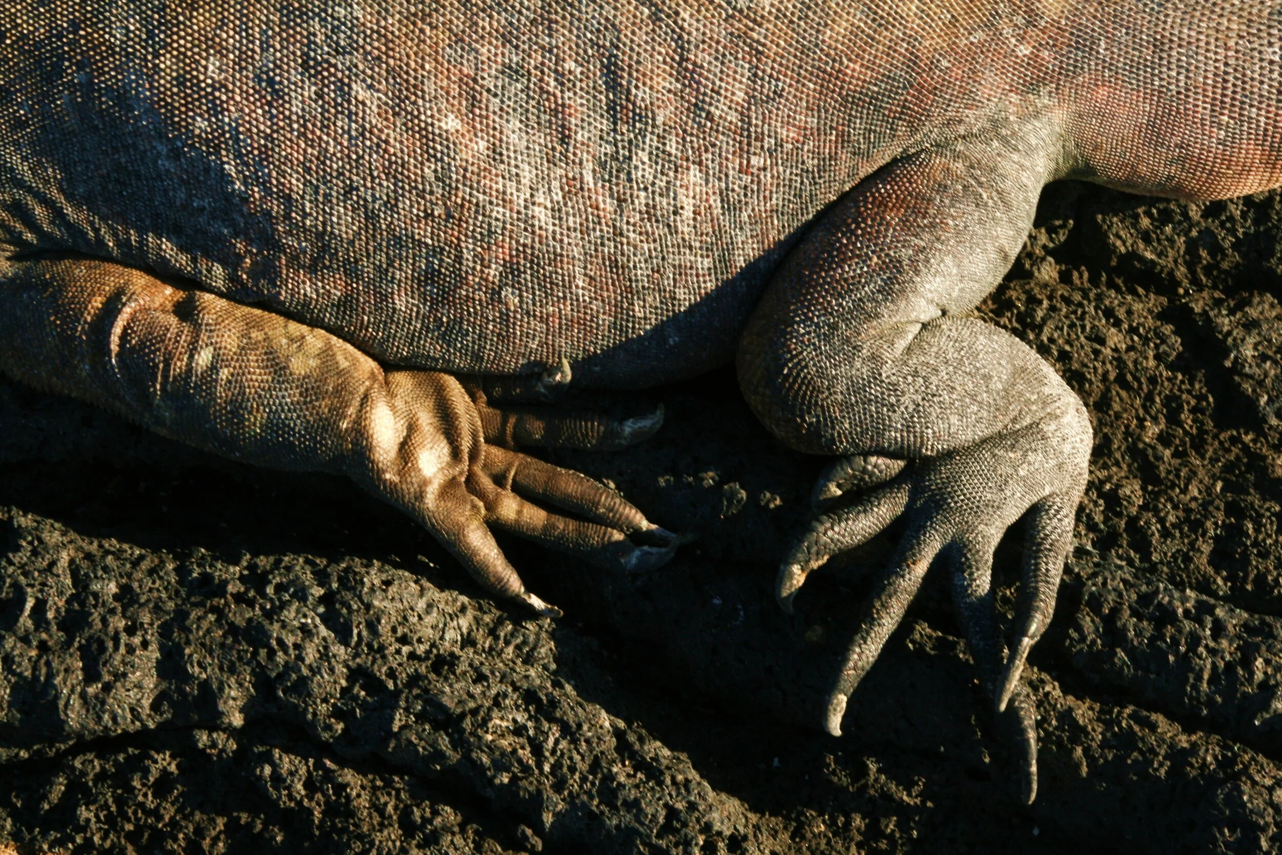 Leathery legs - Galapagos Islands 