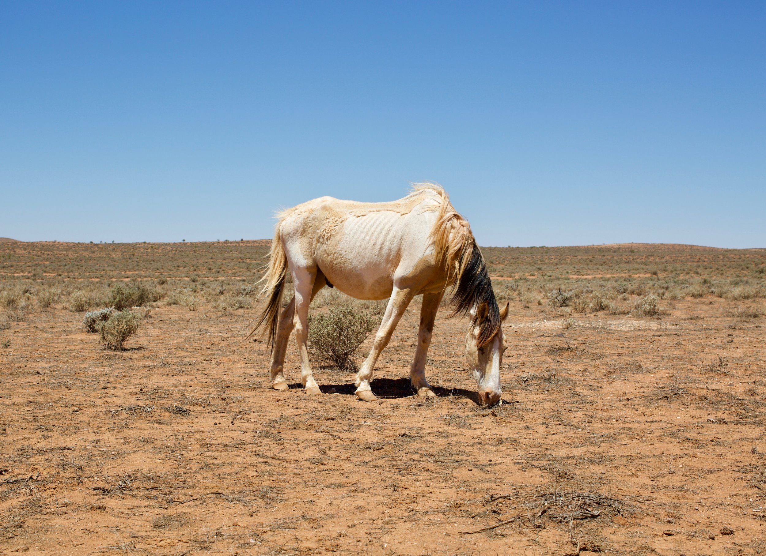 Release: Government throws money at farmers hoping drought will go away