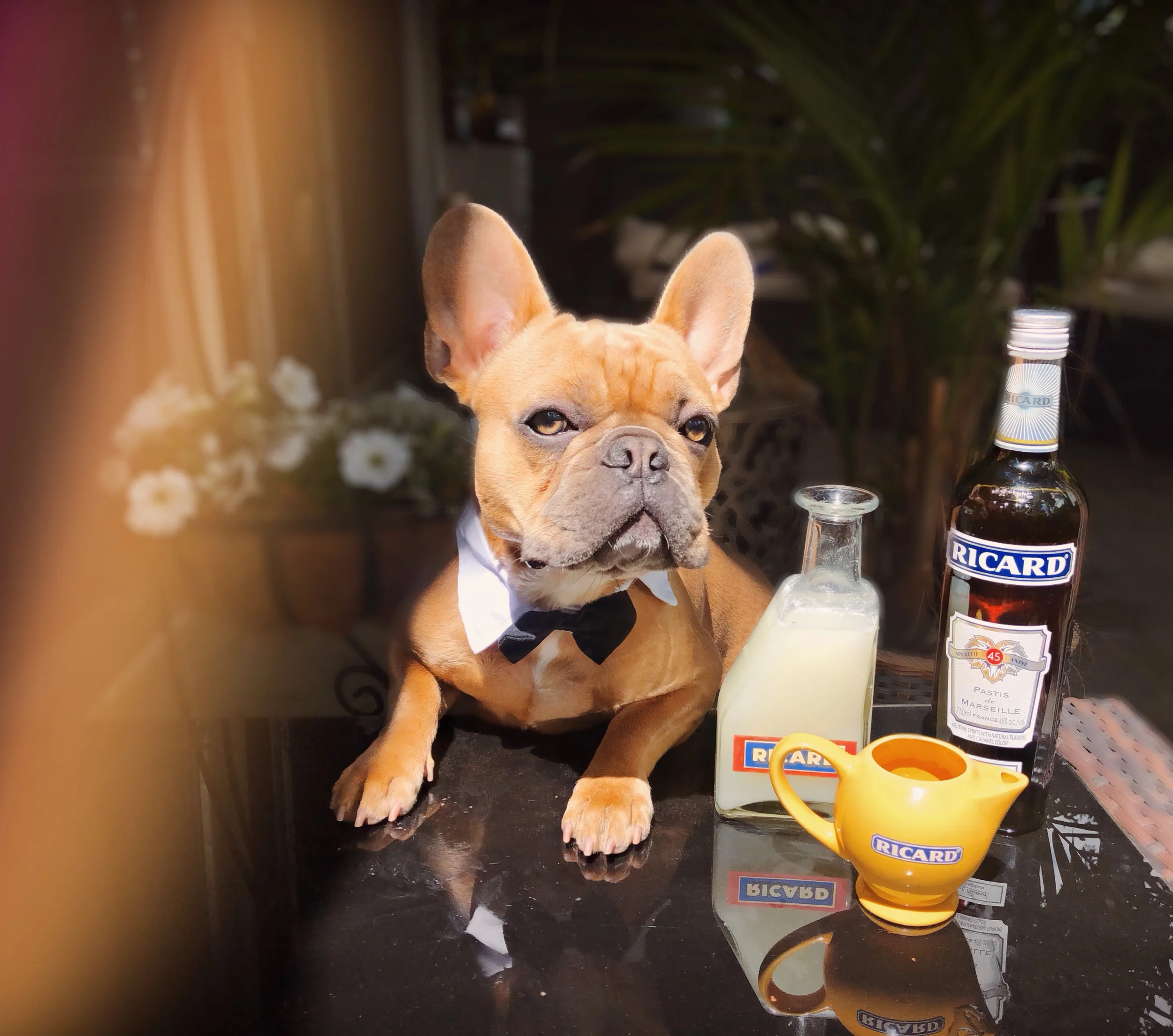 Release: Government protects people from pup friendly pubs