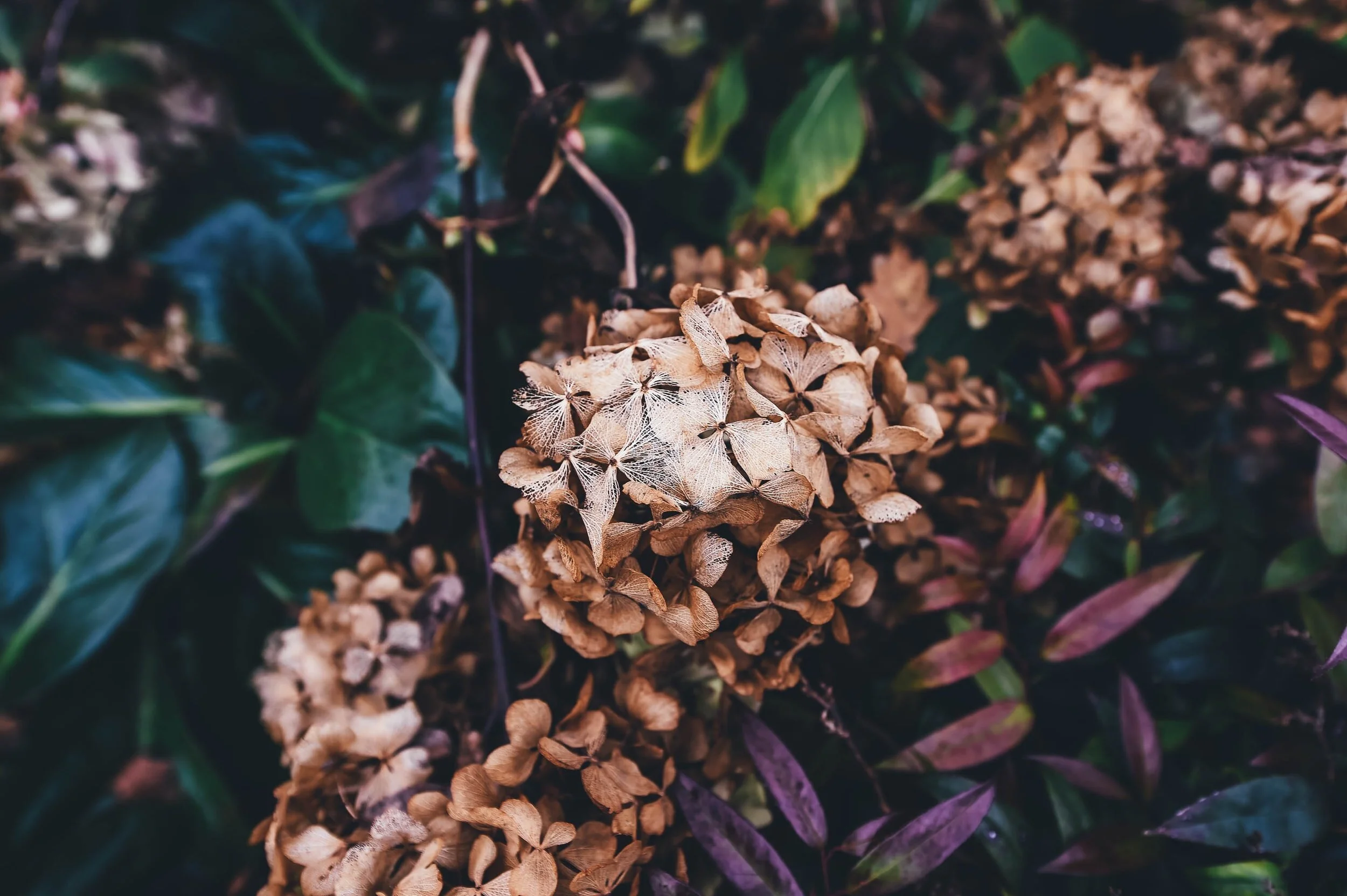 Sydney Lord Mayor Clover Moore needs to wake up and smell the roses