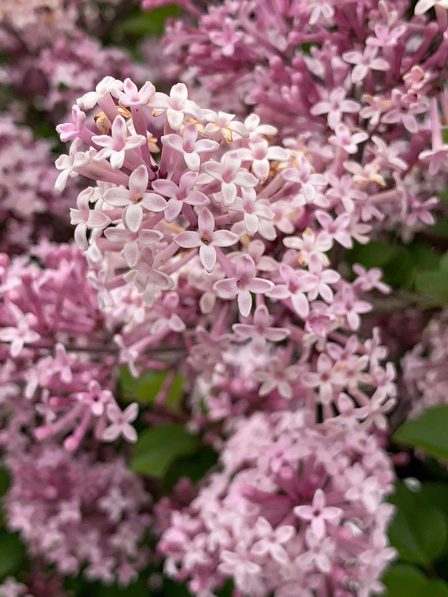 Pink_Flower.jpg