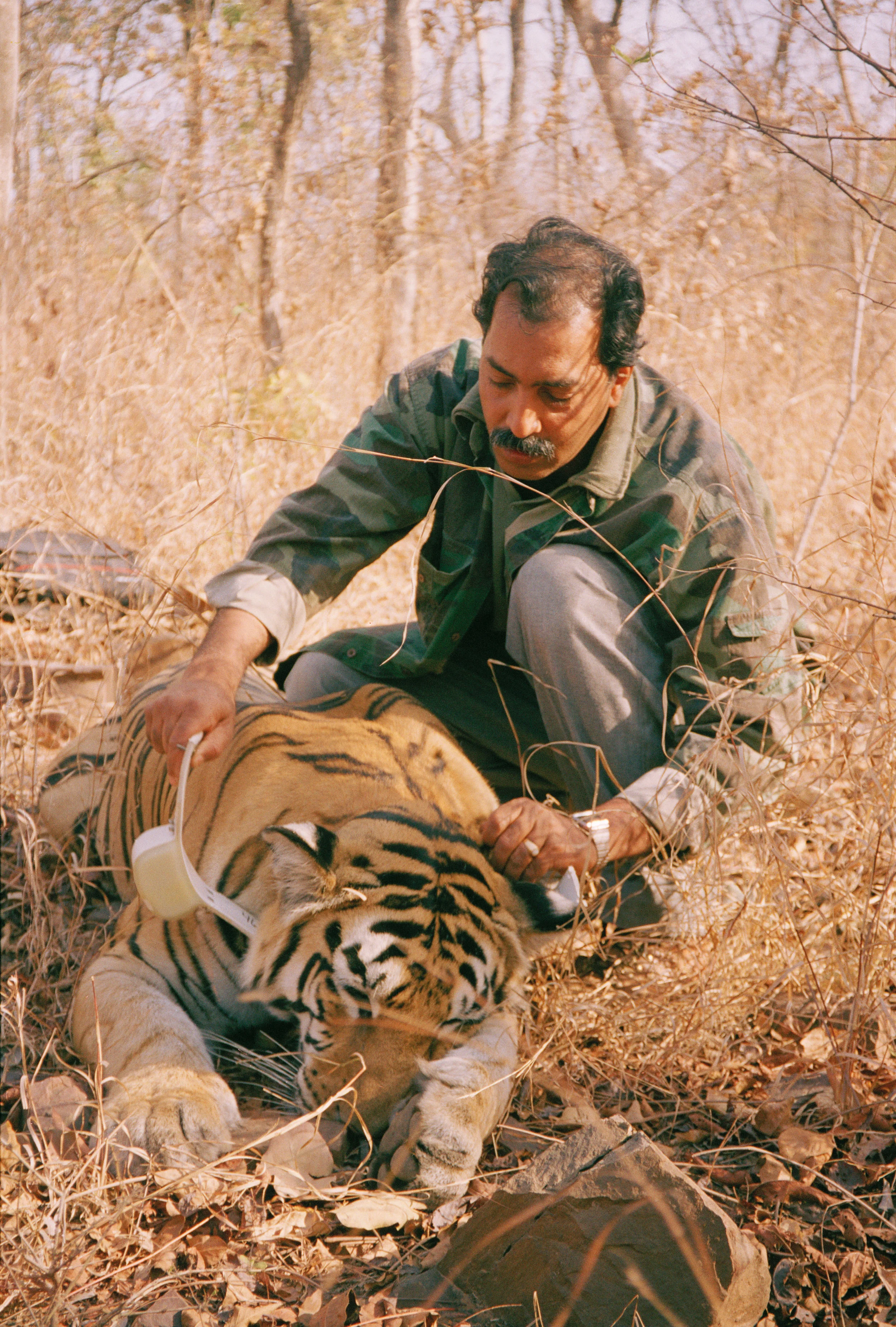 Singapore Tiger Week - Raghu Chundawat Photo 2.jpg