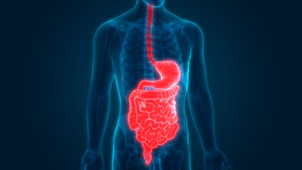 3D illustration of human anatomy, with the digestive system lit up in neon orange. Photo: iStock Photo