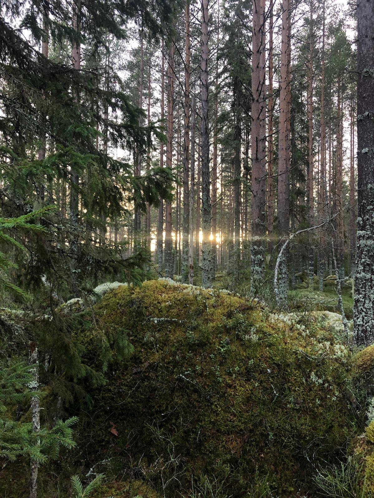 Beautiful woodland in Sweden. Photo: Nadia Henderson