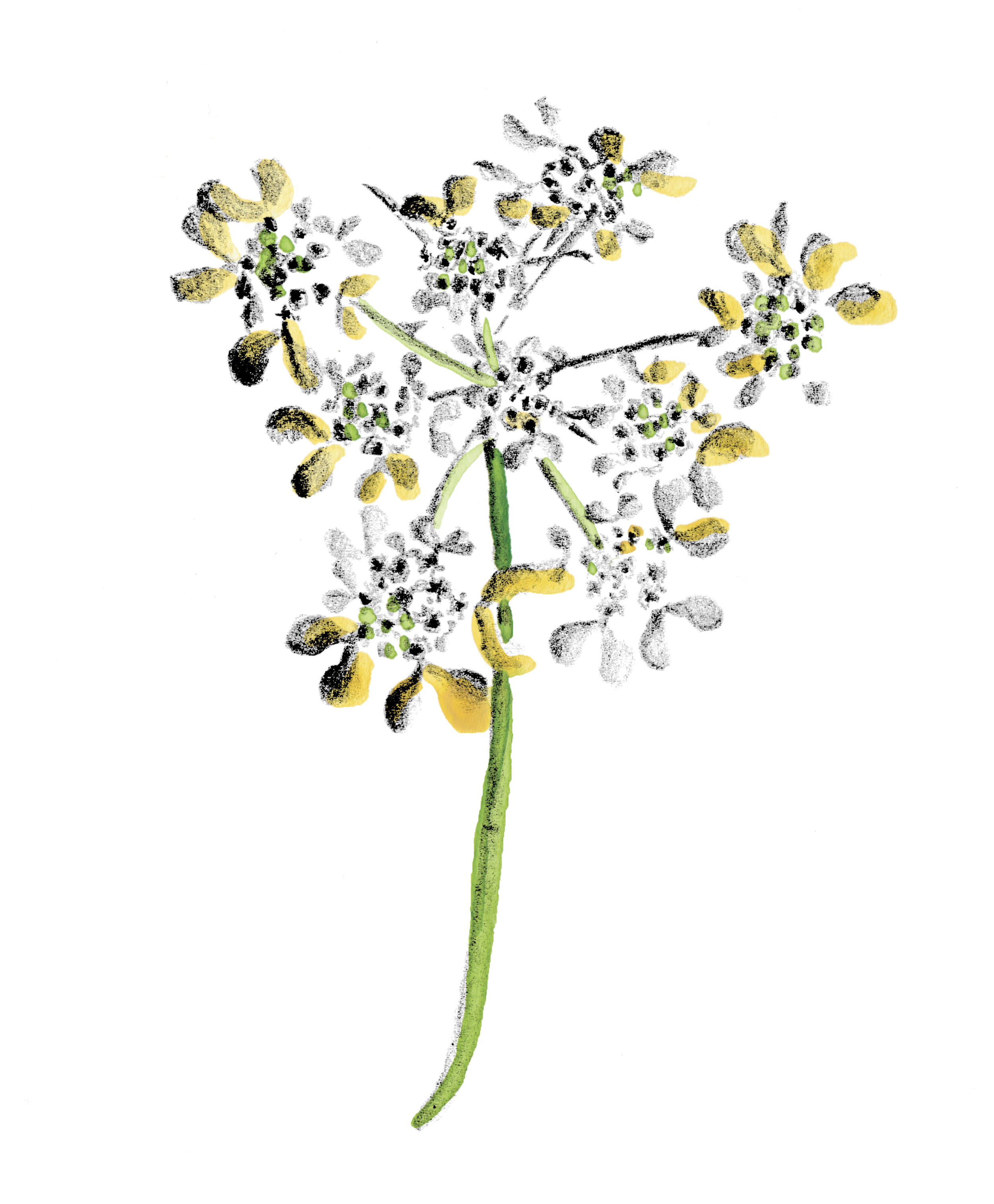 fiorellini bianchi.png