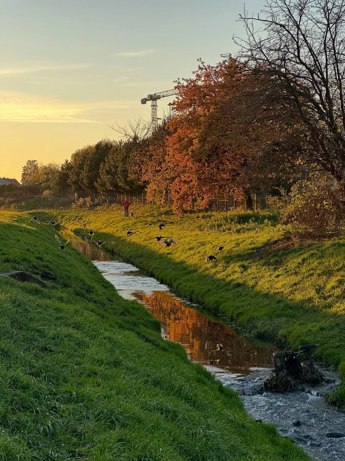 &bull; november duck flight &bull;

my lubin retreat consisted of daily walks in nature and taking pictures just like I did when I was 15 🌝 

happy full moon in taurus ♉️ 🌕