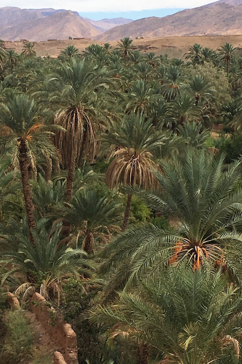riad-zamzam-marrakech-spa-morocco-luxury-holiday-explore-daytrips-desert-palmtrees.jpg