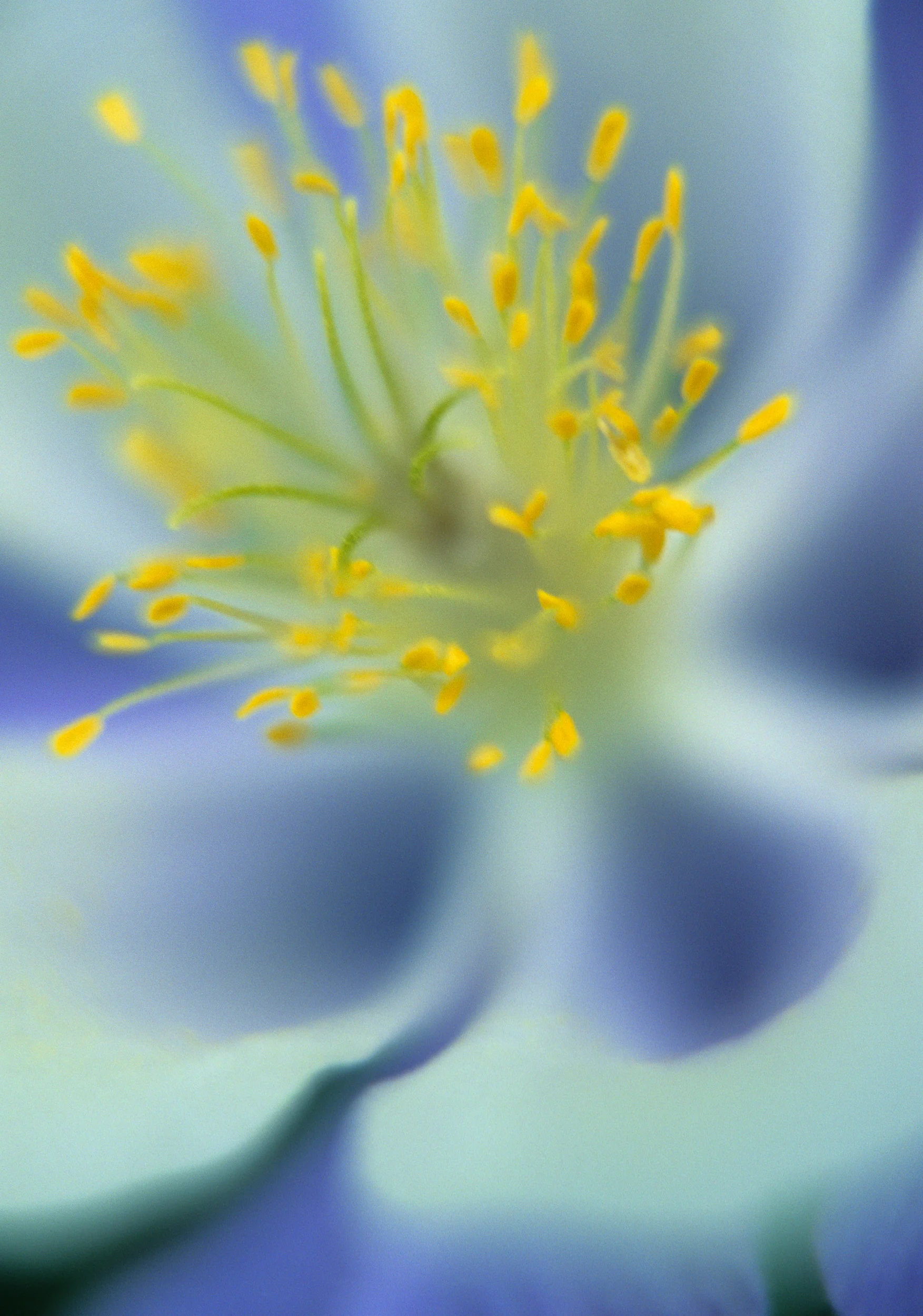 CO Mtn Flowers-36.jpg