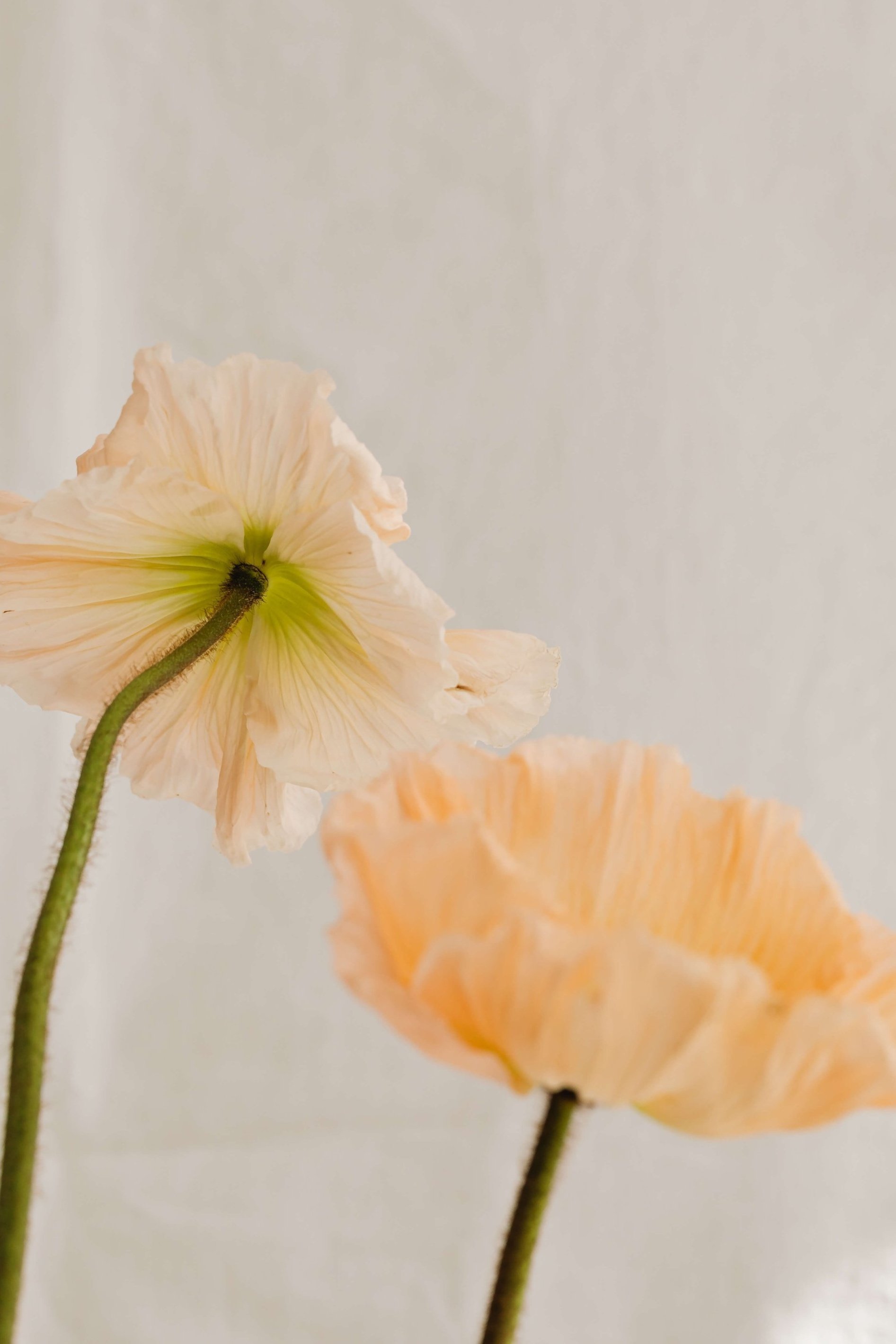 kaboompics_minimalist-flower-backgrounds-floral-compositions-white-fabric-abstract-30288.jpg