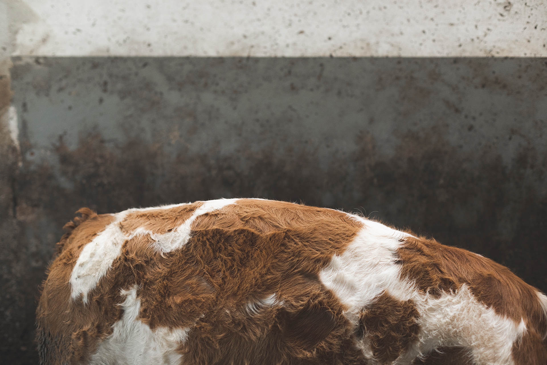 LEITHELD_2019_DOKU_FARM_Cow_digital.jpg