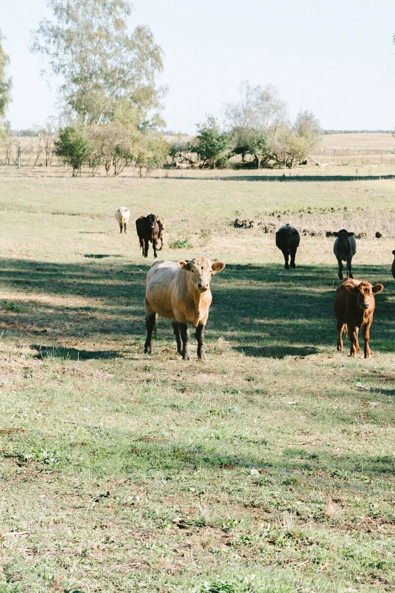 LEIT-HELD-Pasture-Slaughter-Traceability-10.jpg