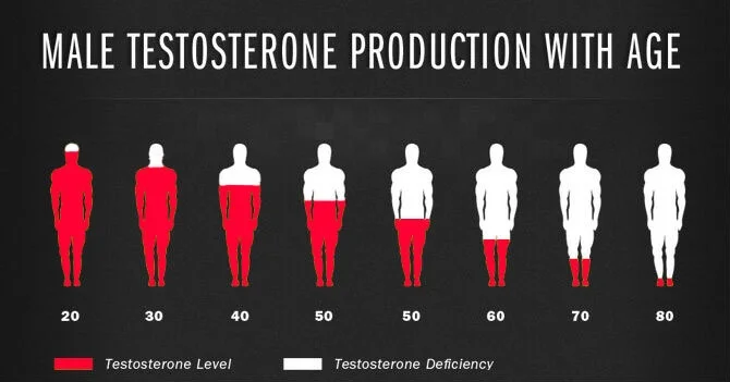 Les Modifications Hormonales chez l'Homme Vieillissant