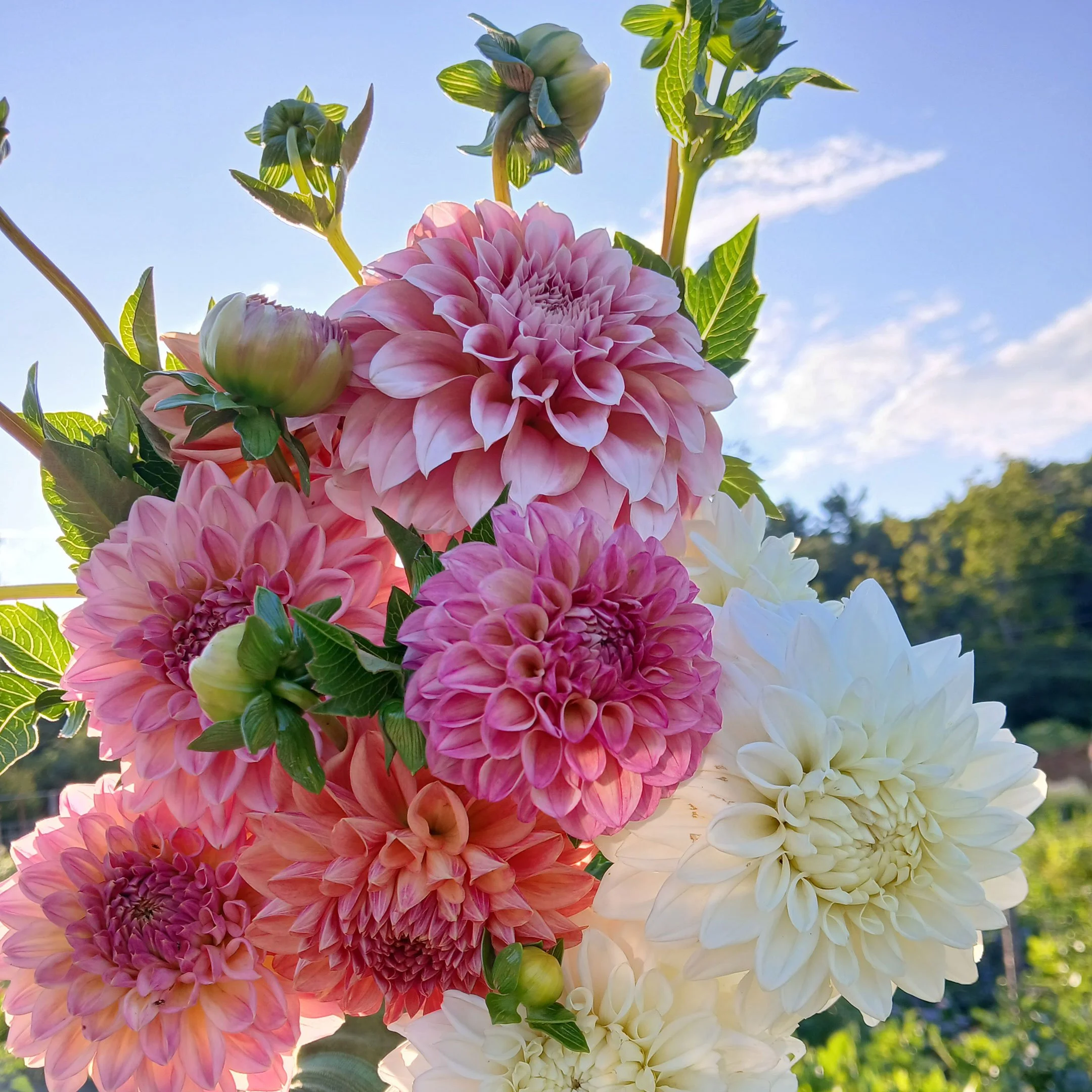 Dahlia-Group-(2).jpg