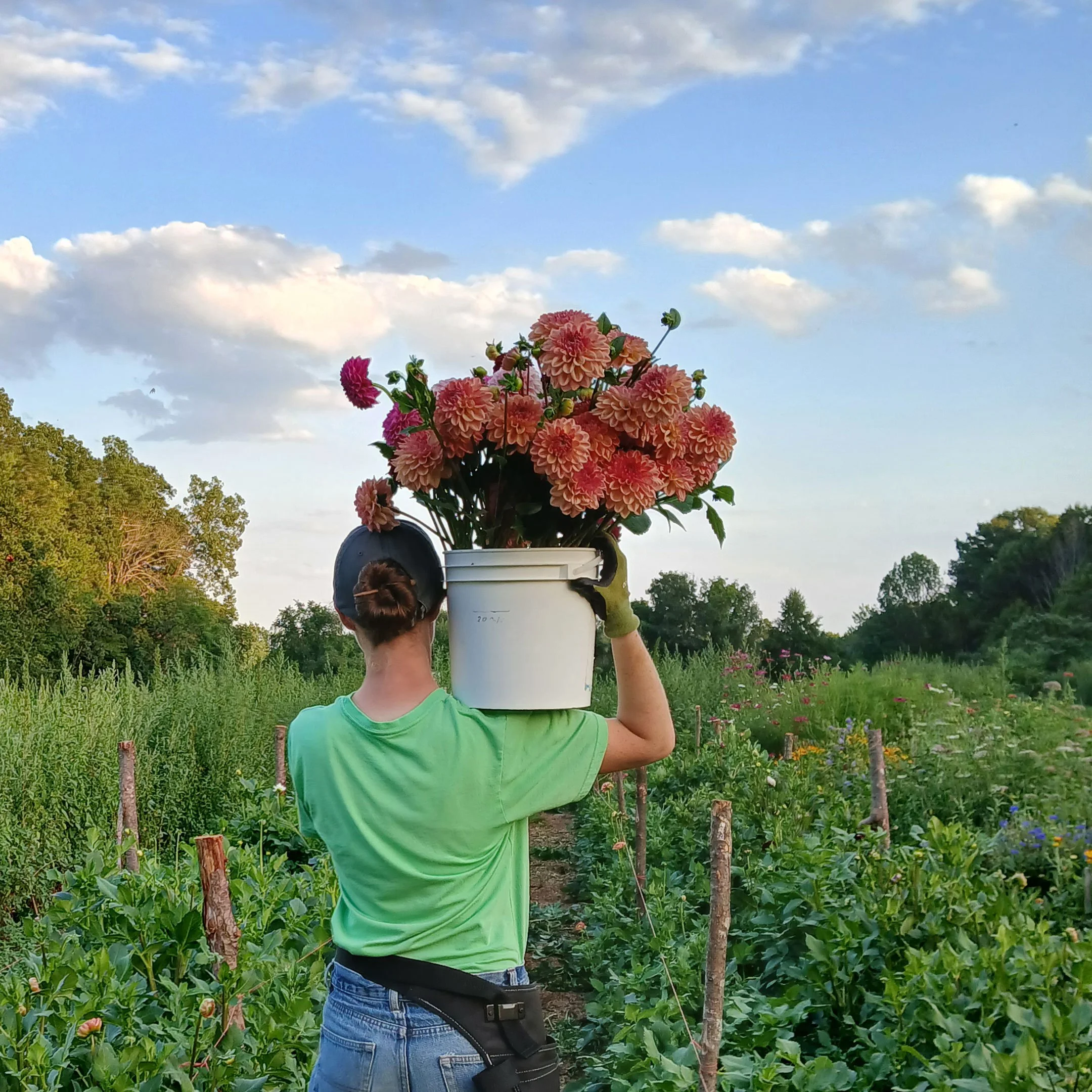 Dahlias-2026-(1).jpg