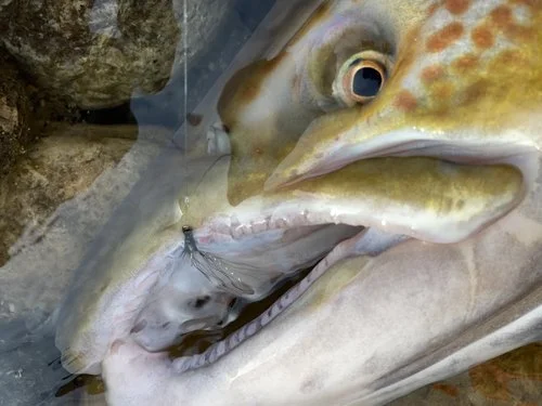 Week 36 Last full week of the season