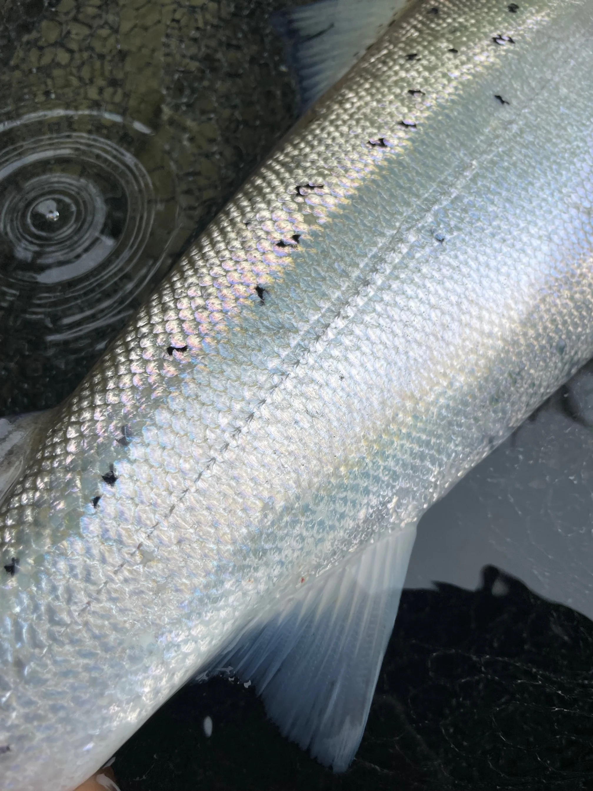 Week 29 First big push of fish arrives...