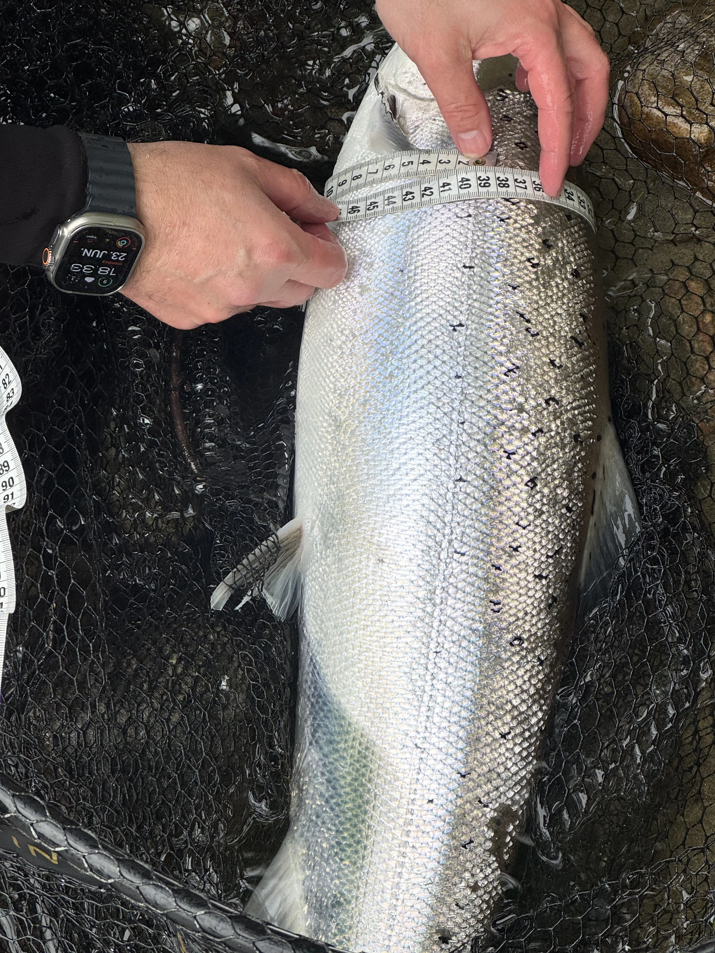 Week 26 "Irish Week"