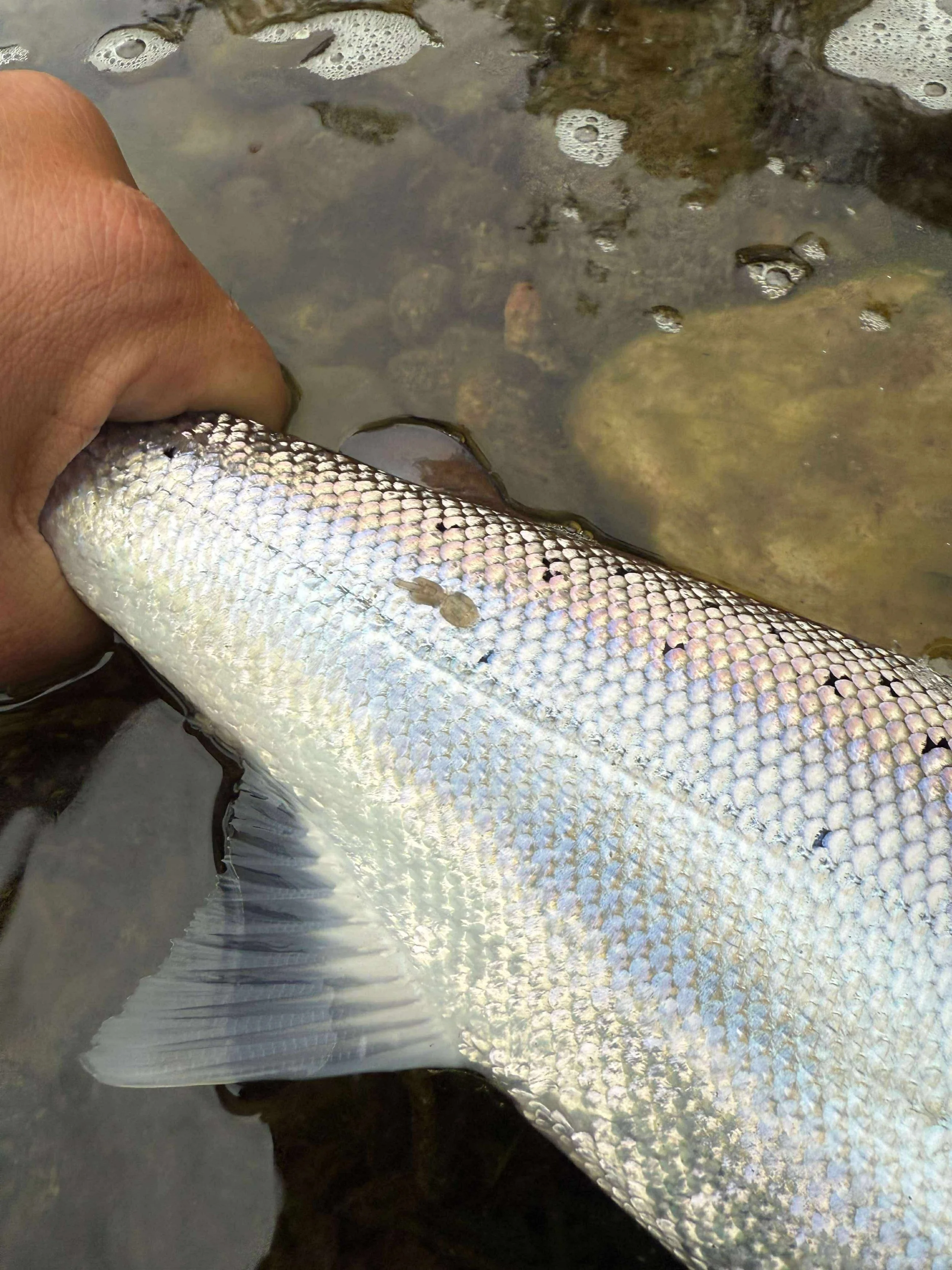 Week 29 first big girls run.