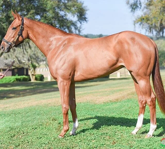 The Woodford Year in Review.... looking back on 2YO sales success!

Of eleven 2-year-olds cataloged at March OBS:

90% started ✔
54% were winners ✔
9% were stakes winners ✔

The Woodford Edge was on display in 2019! 📸 SW Colby