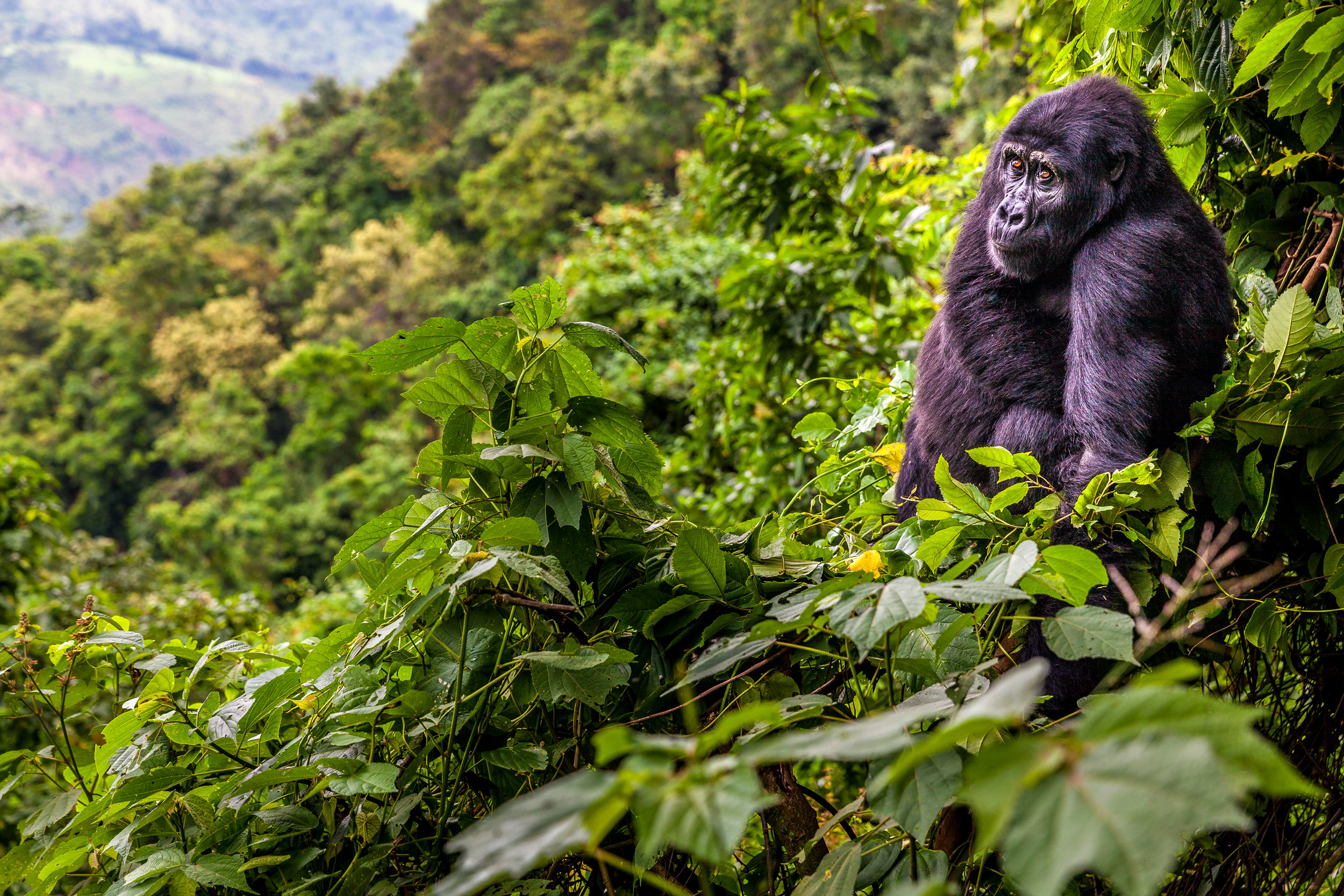 В какой природной зоне обитают обезьяны. Национальный парк Бвинди. Национальный парк Бвинди Горная горилла. Национальный парк Бвинди в Африке. НЕПРОХОДИМЫЙ лес Бвинди, Уганда.