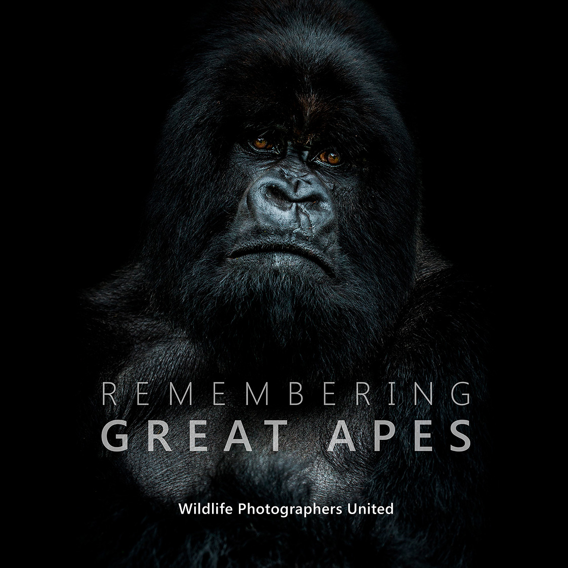 RememberingGreatApes.jpg