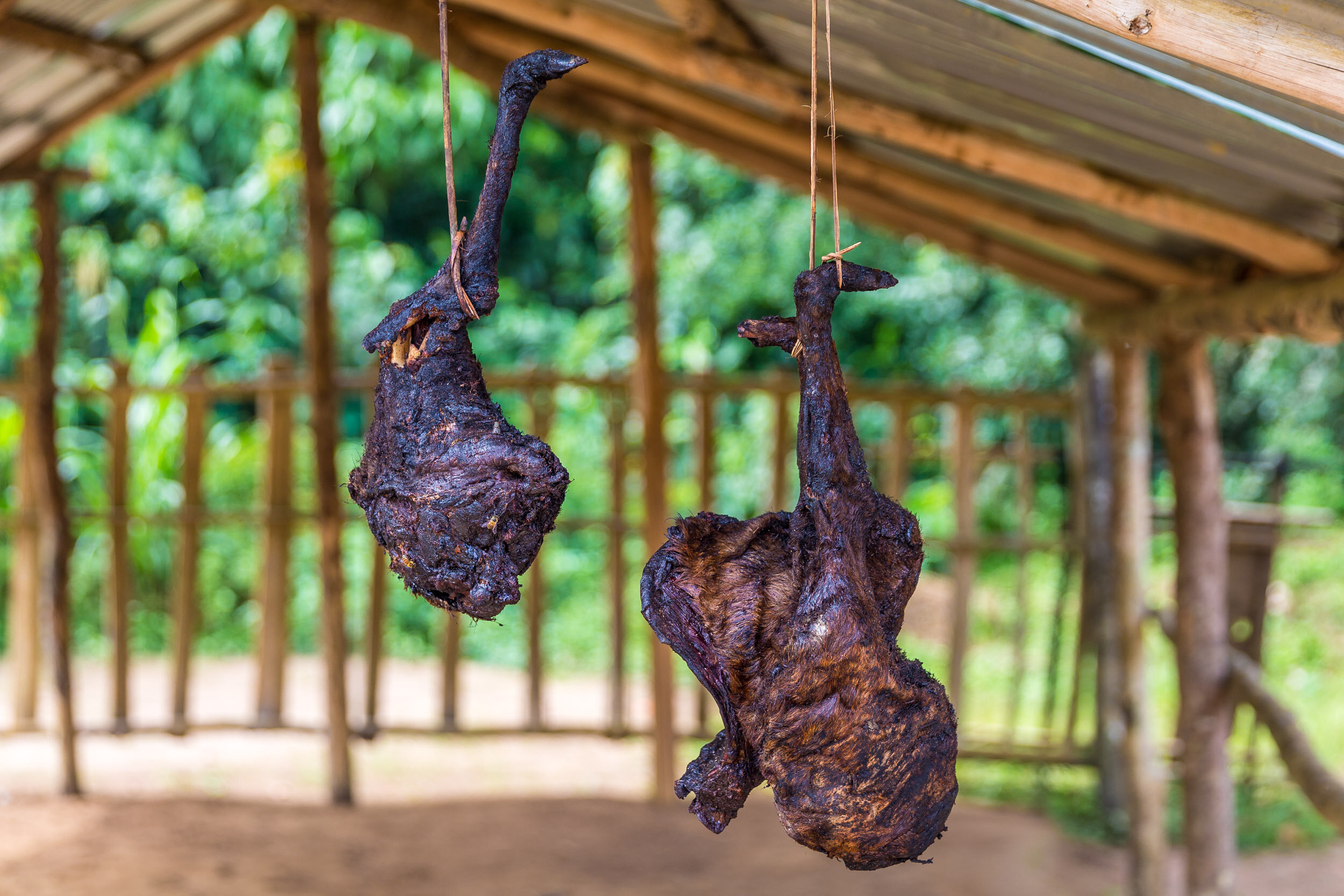 Bushmeat for sale outside Odzala National Park in Congo-Brazzaville.