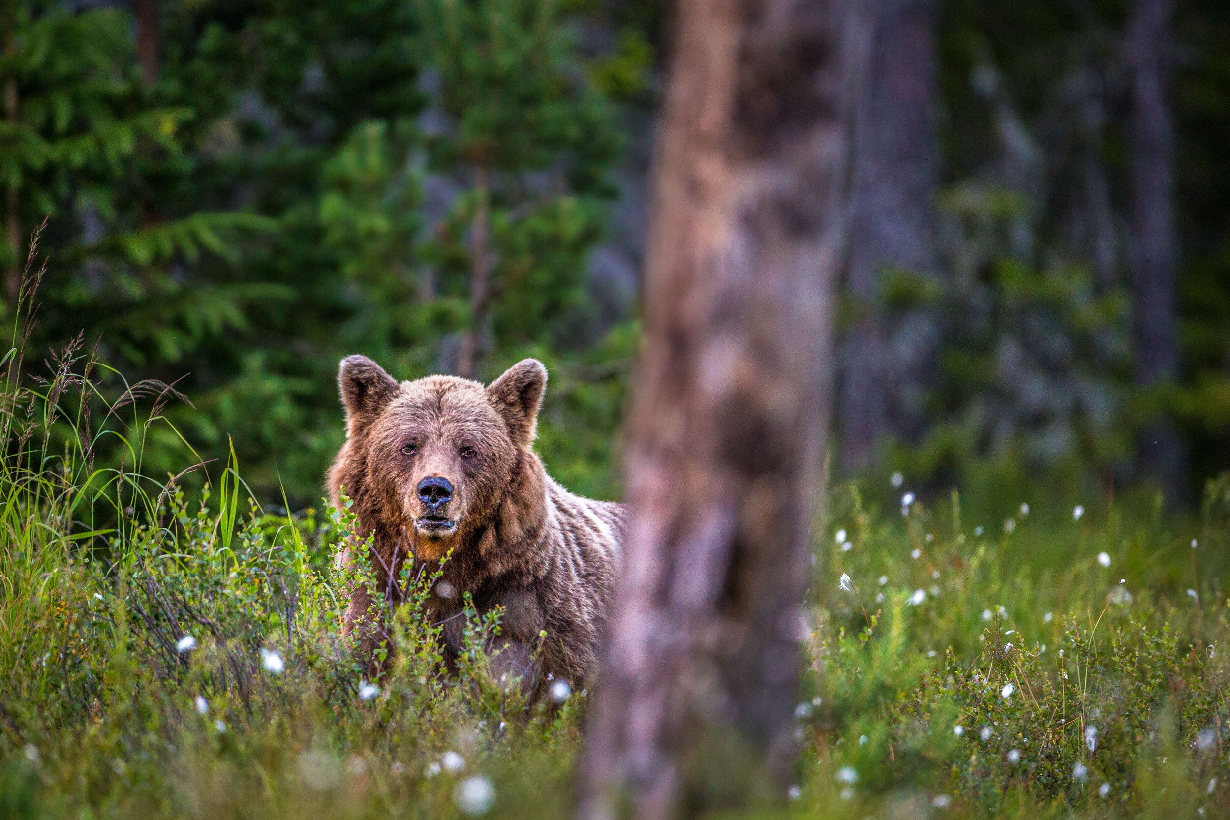 Bears are actually more dangerous than wolves, although it’s usually easy enough to avoid contact.