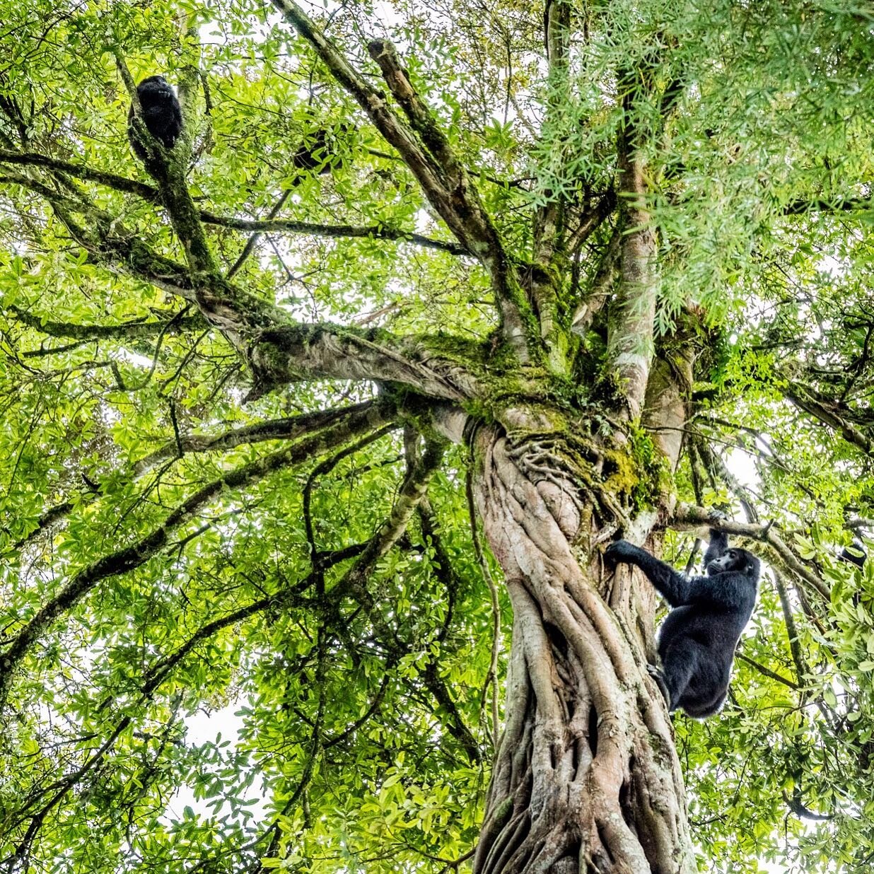 Though it wasn&rsquo;t a great session for photography - grey, drizzly and somewhat hazy - it was still quite something to see an entire family of Grauer&rsquo;s gorillas climb a fig tree.

Also, it&rsquo;s not every day you get peed on by a silverba