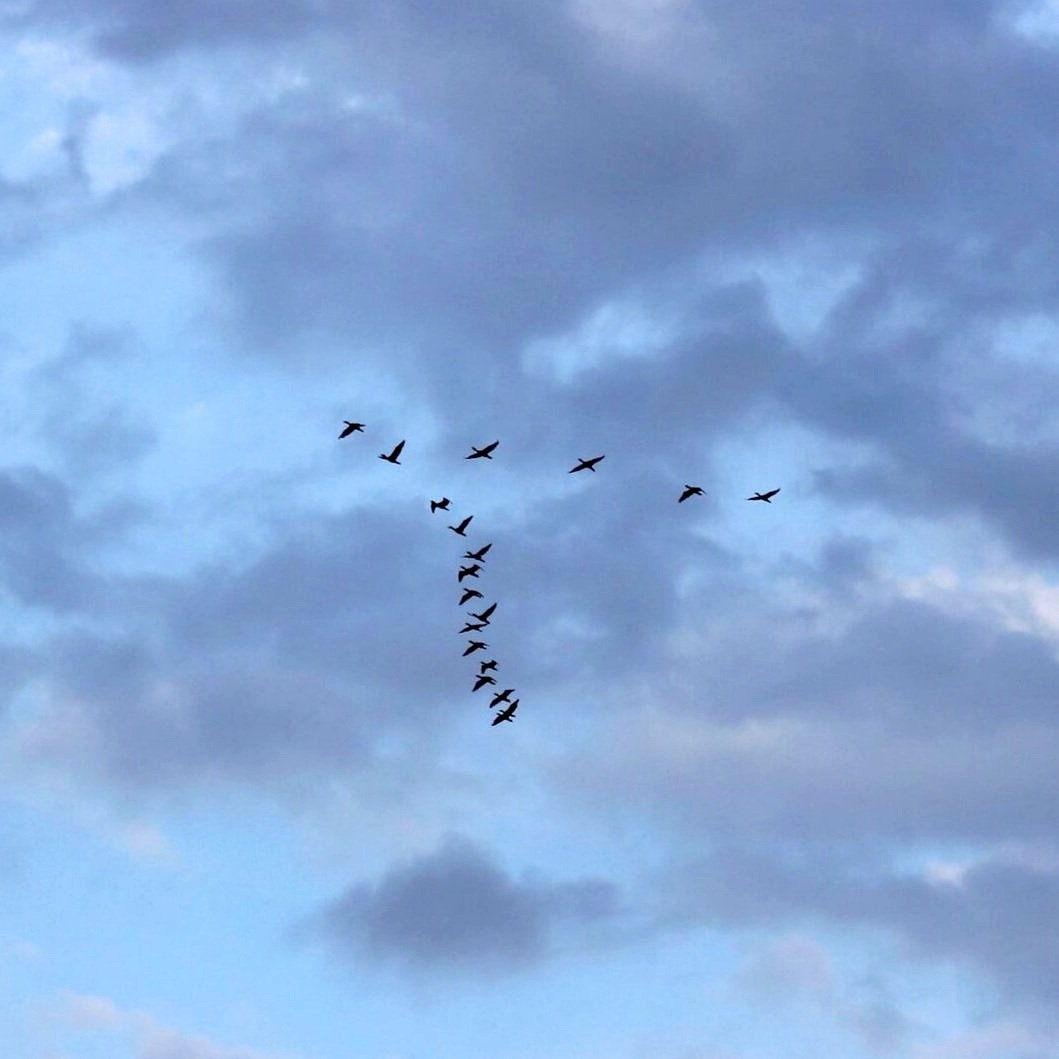 Retreat Murmurations