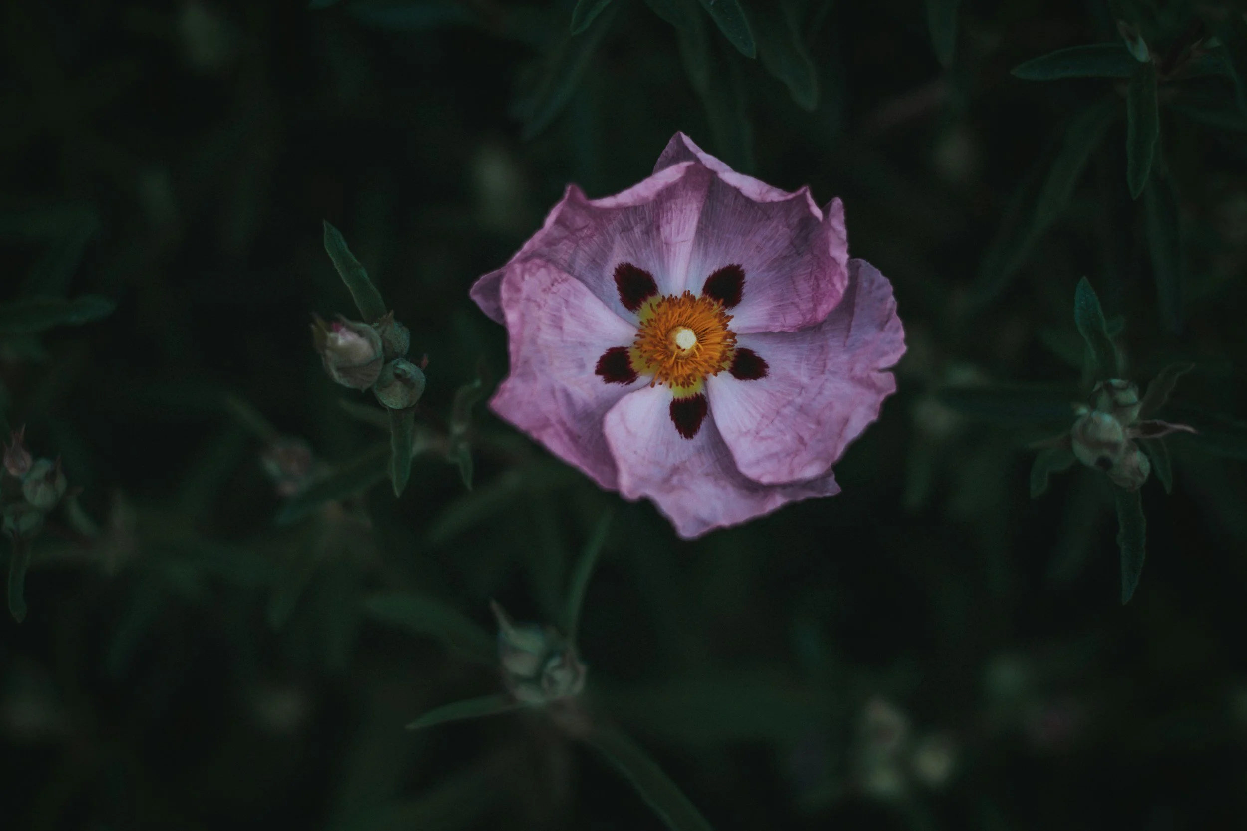 Rock Rose (Cistus Incanus)