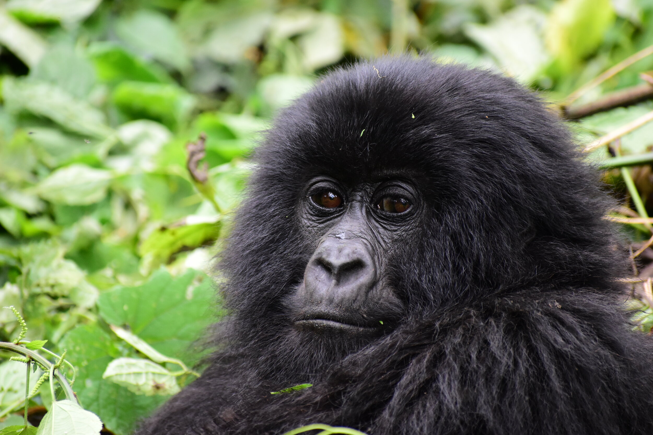 Uganda Mountaing Gorilla Close-up.jpg