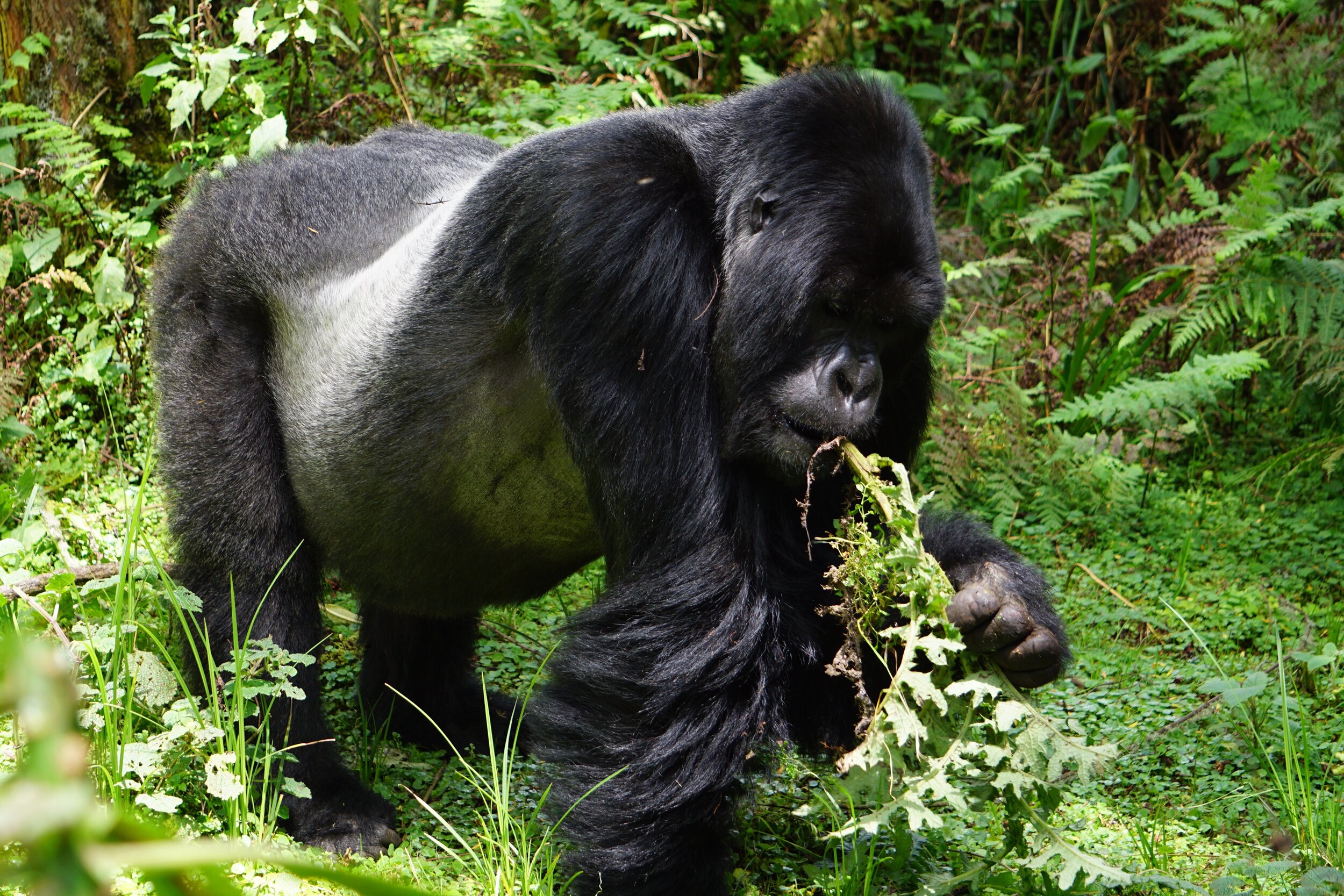 Rwanda Gorilla Silverback feed_o.jpg
