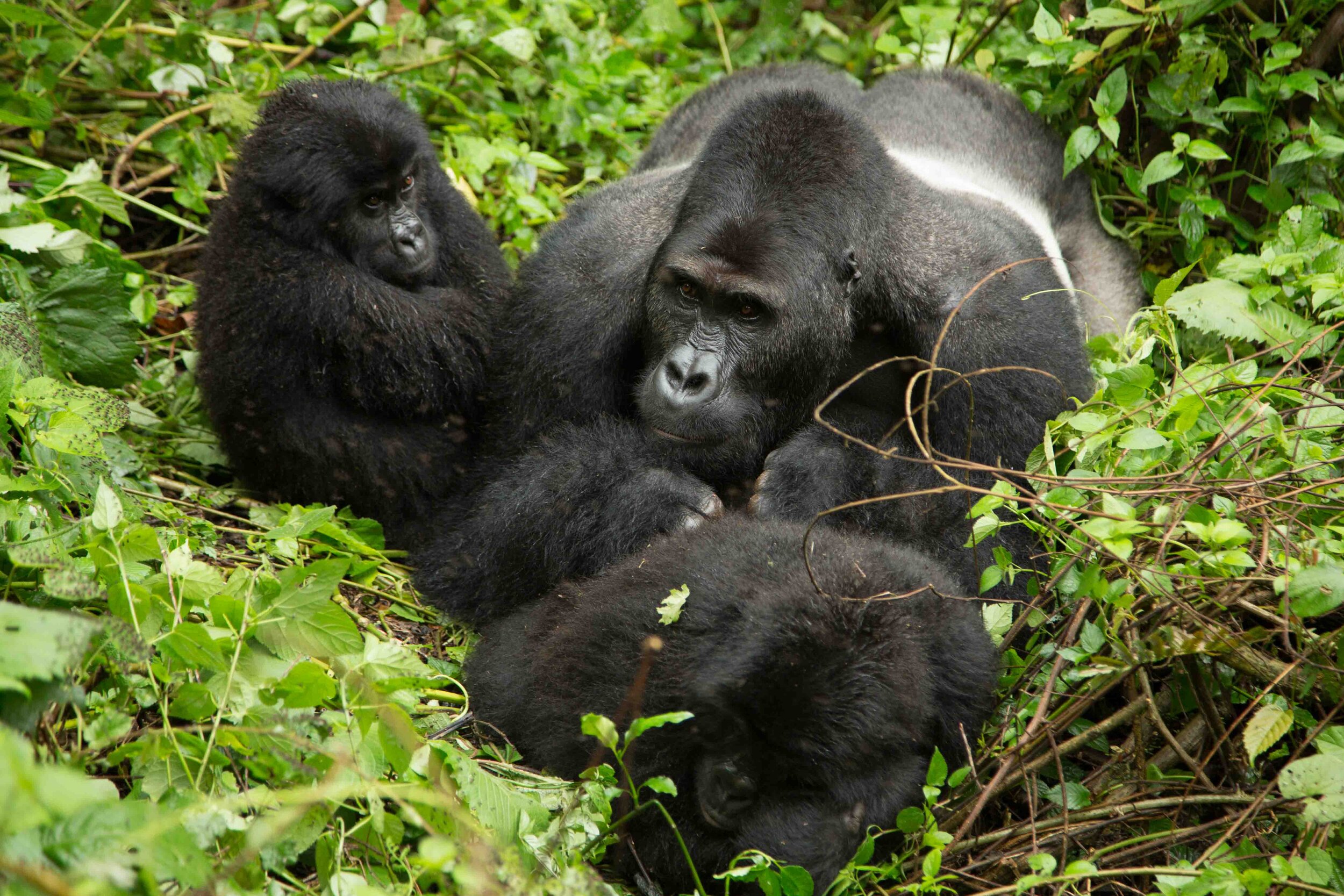 Uganda Gorilla Family Bwindi .jpg